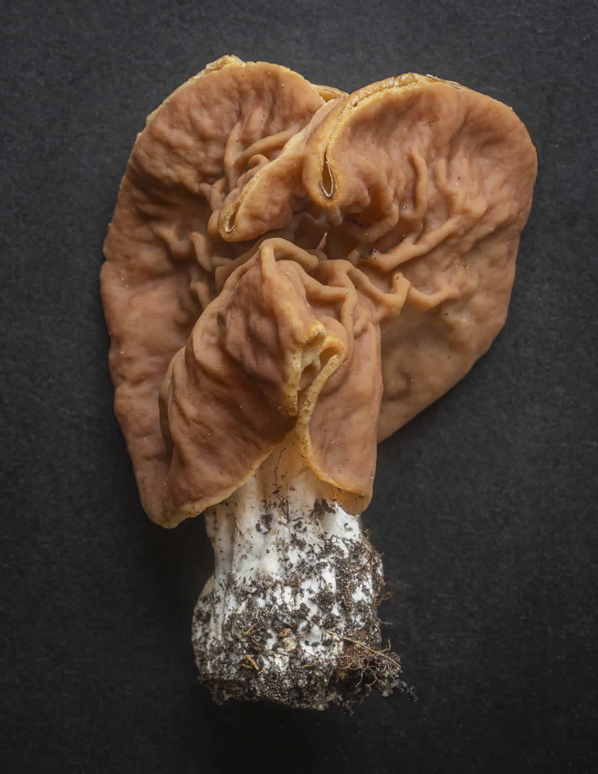 Gyromitra brunnea or elephant ear mushrooms on a black background. 