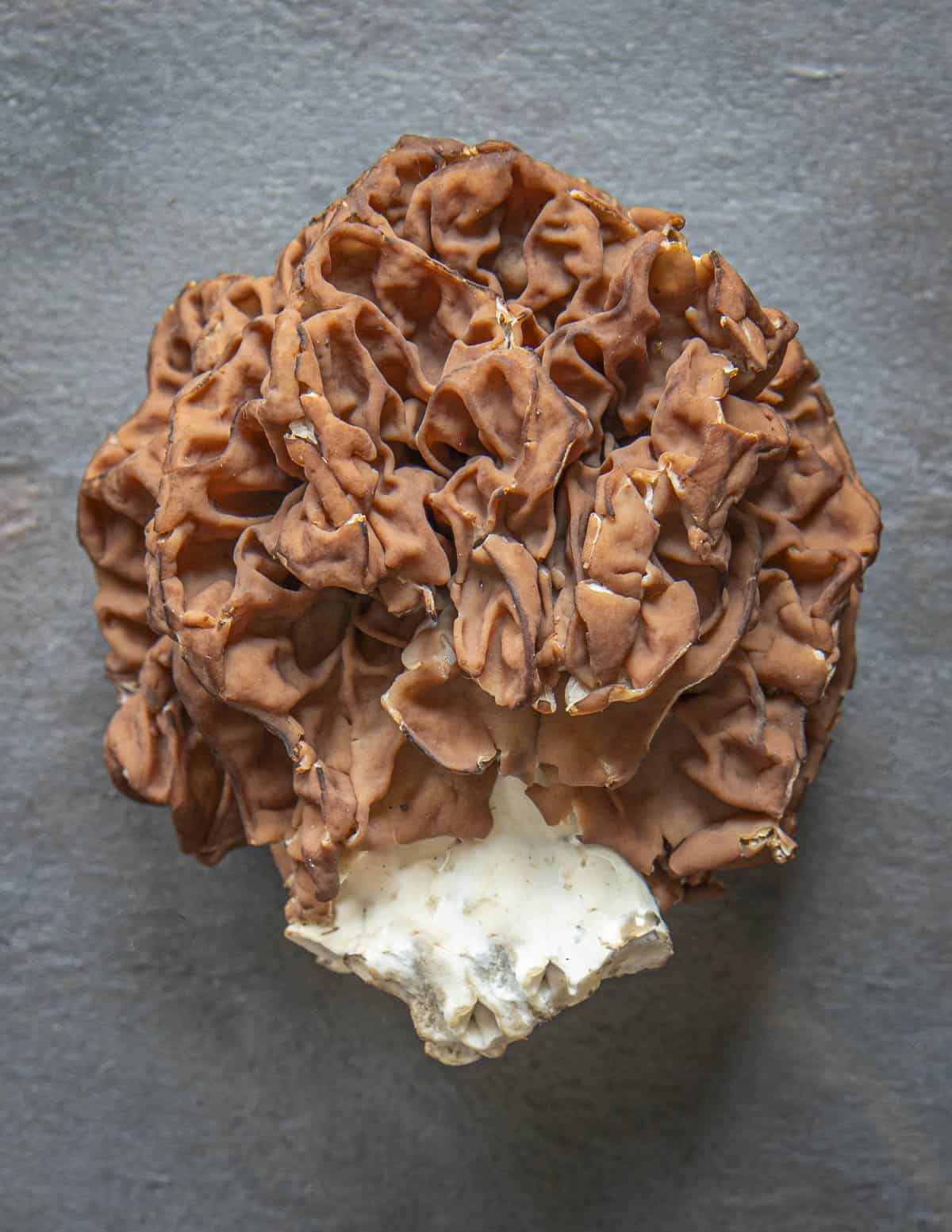 Gyromitra caroliniana on a slate background showing the folded red cap. 