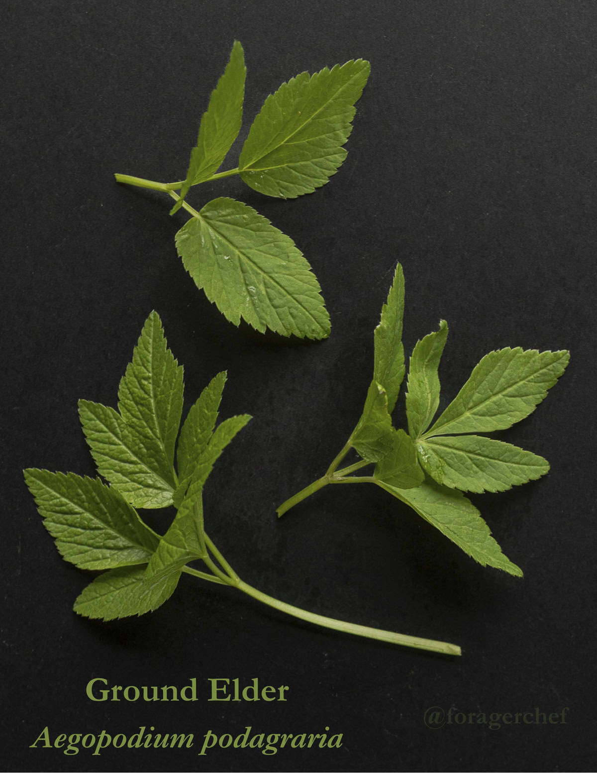 Ground elder, bishop's weed, goutweed, or Aegopodium podagraria green leaves on a black background. 