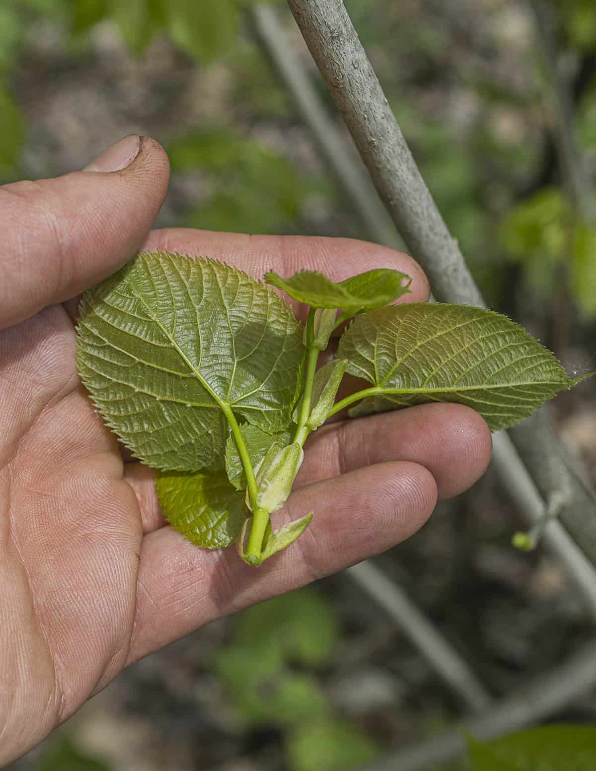 A hand holding a young cluster of basswood leaves.
