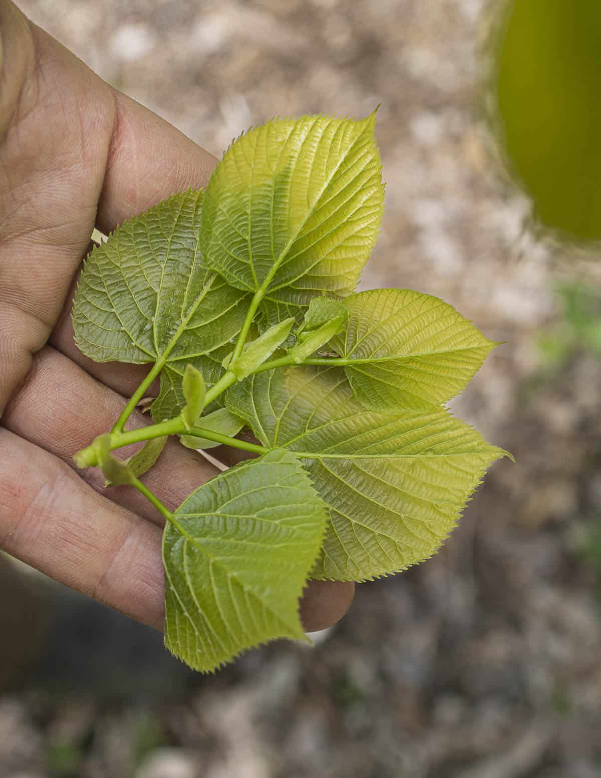 An American basswood tree (Tilia americana) showing suckers or basal shoots at the base with young leaves.