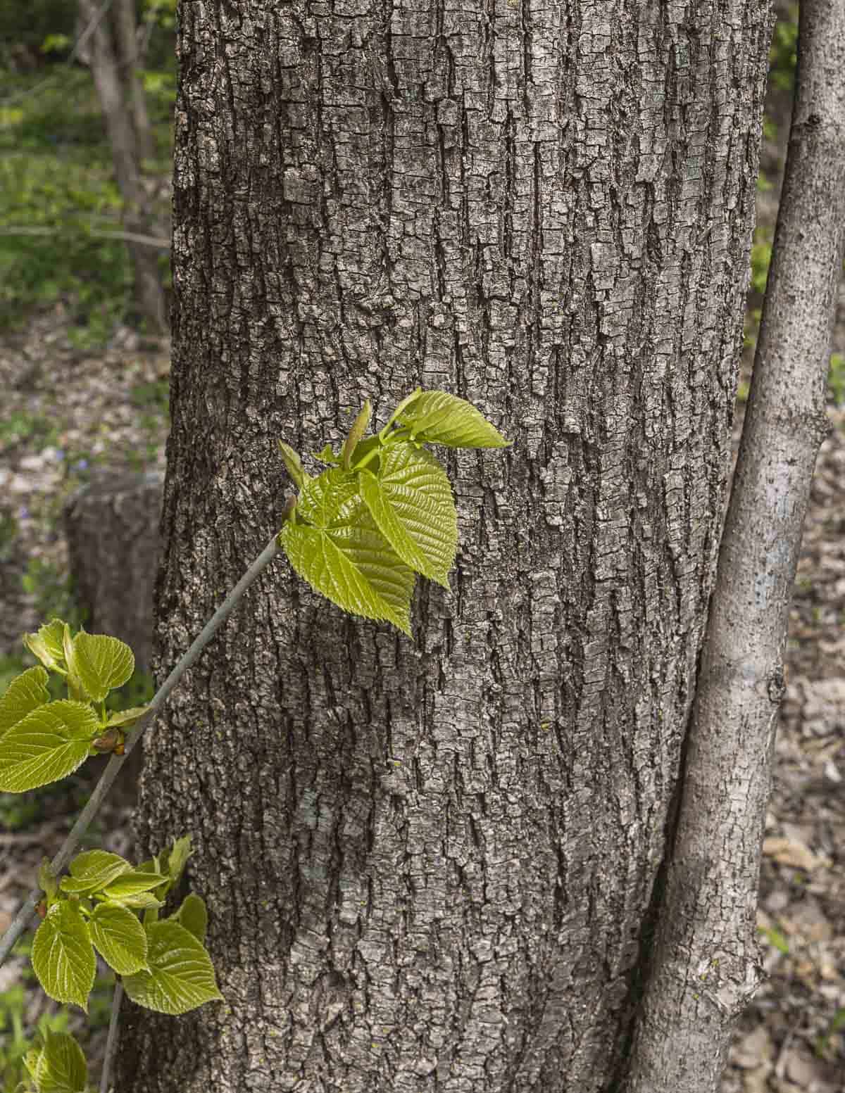 An image of basswood tree bark showing a young basswood sucker with leaves at the base.