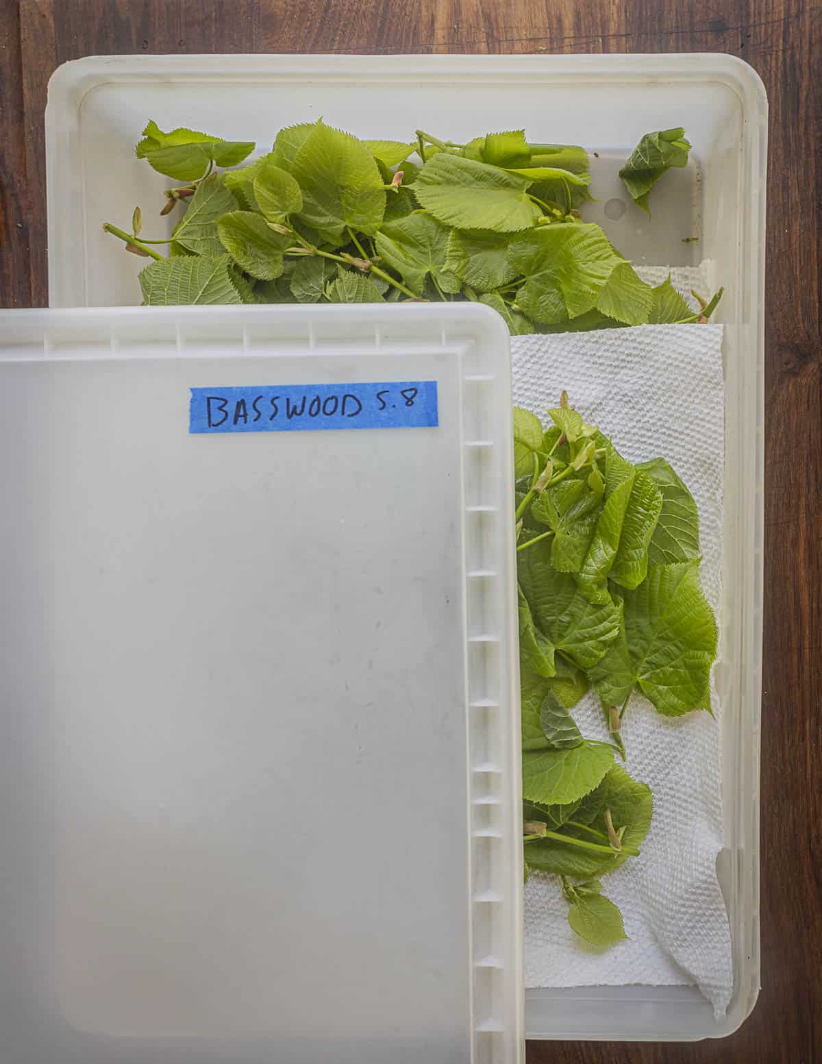 A top down image showing edible basswood leaves being stored in a plastic fish box container with paper towels.