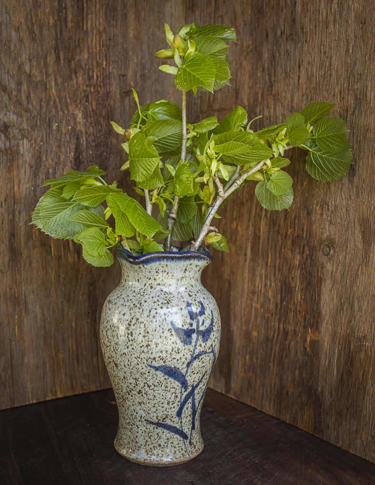 Sprigs of basswood leaves in a vase.