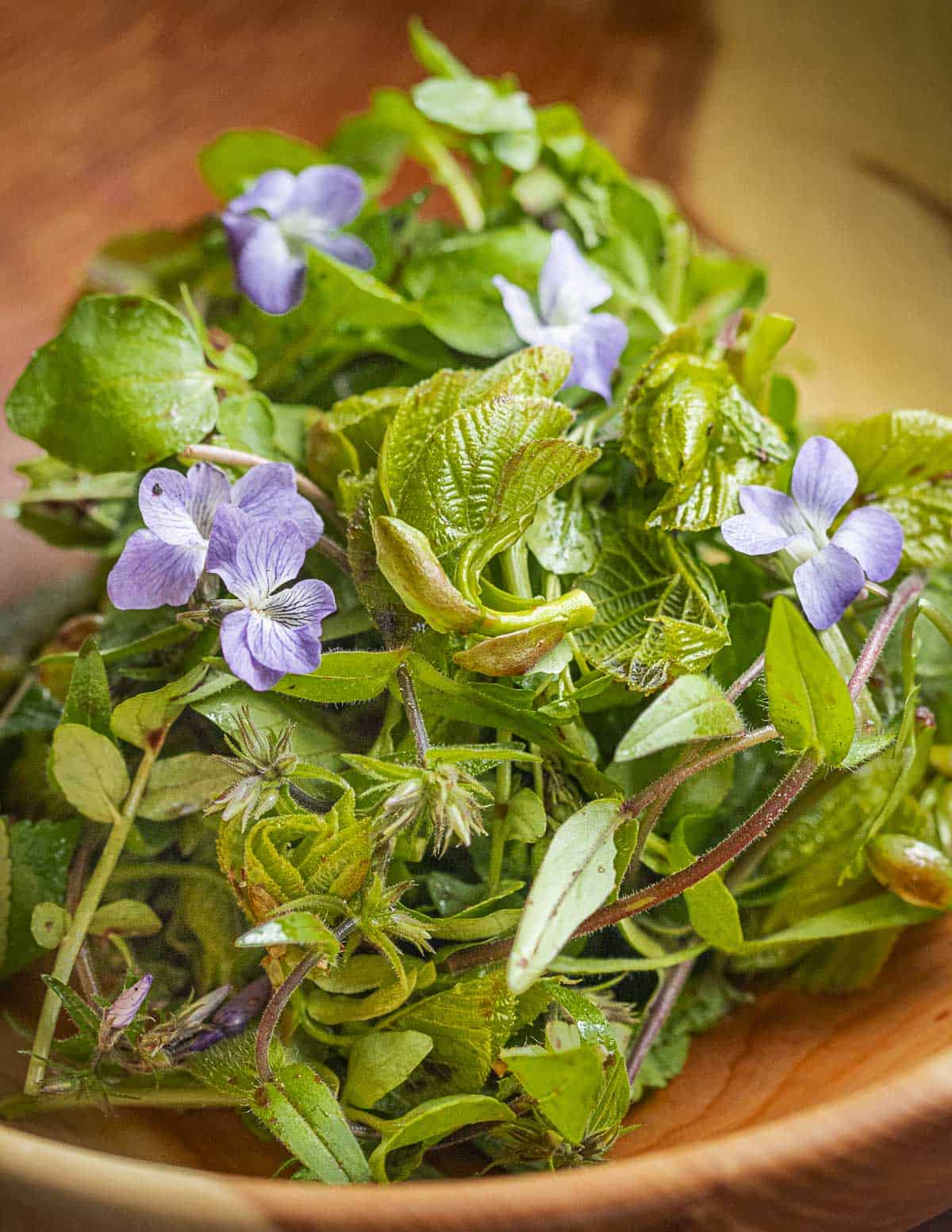 Basswood leaf salad with raspberry vinegar, phlox and violet flowers.