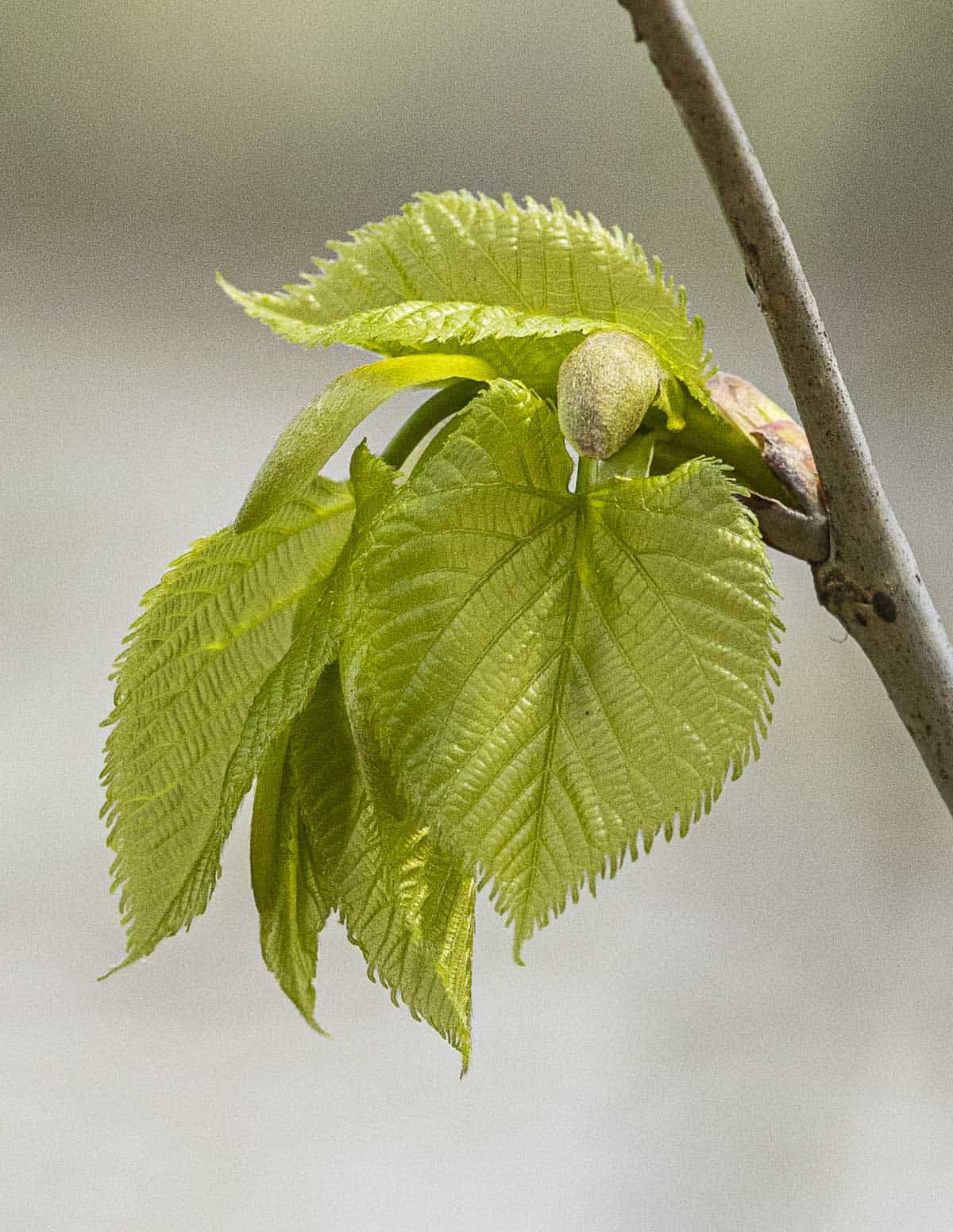 Young clusters of heart-shaped leaves on a basswood sucker.