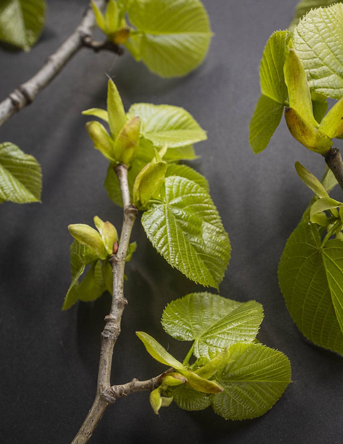 Small branches of young edible American basswood leaves (Tilia americana) on a black background.