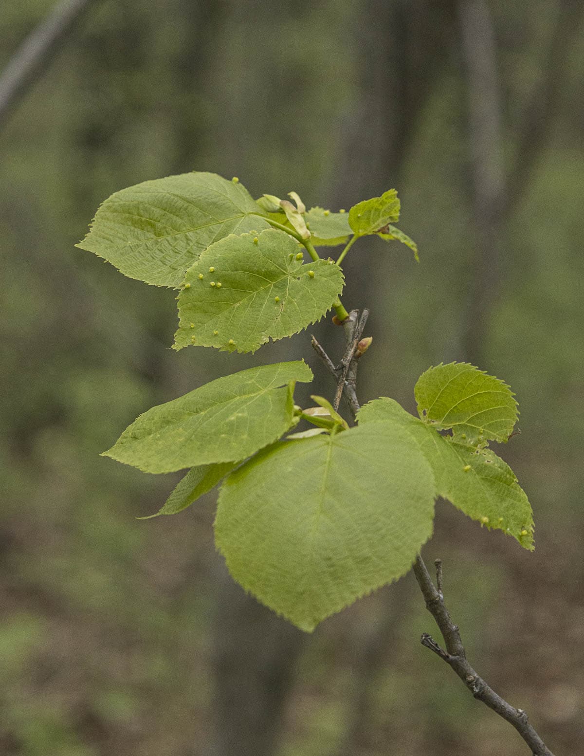 Mature American basswood leaves showing leaf galls from insect activity.