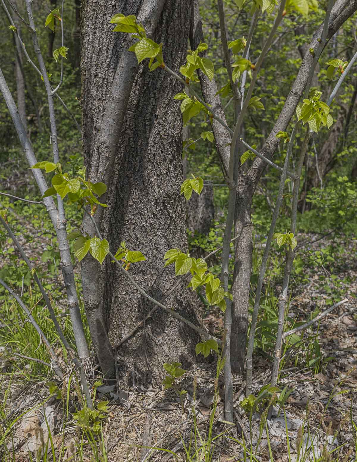 An American basswood tree (Tilia americana) showing suckers or basal shoots at the base with young leaves.