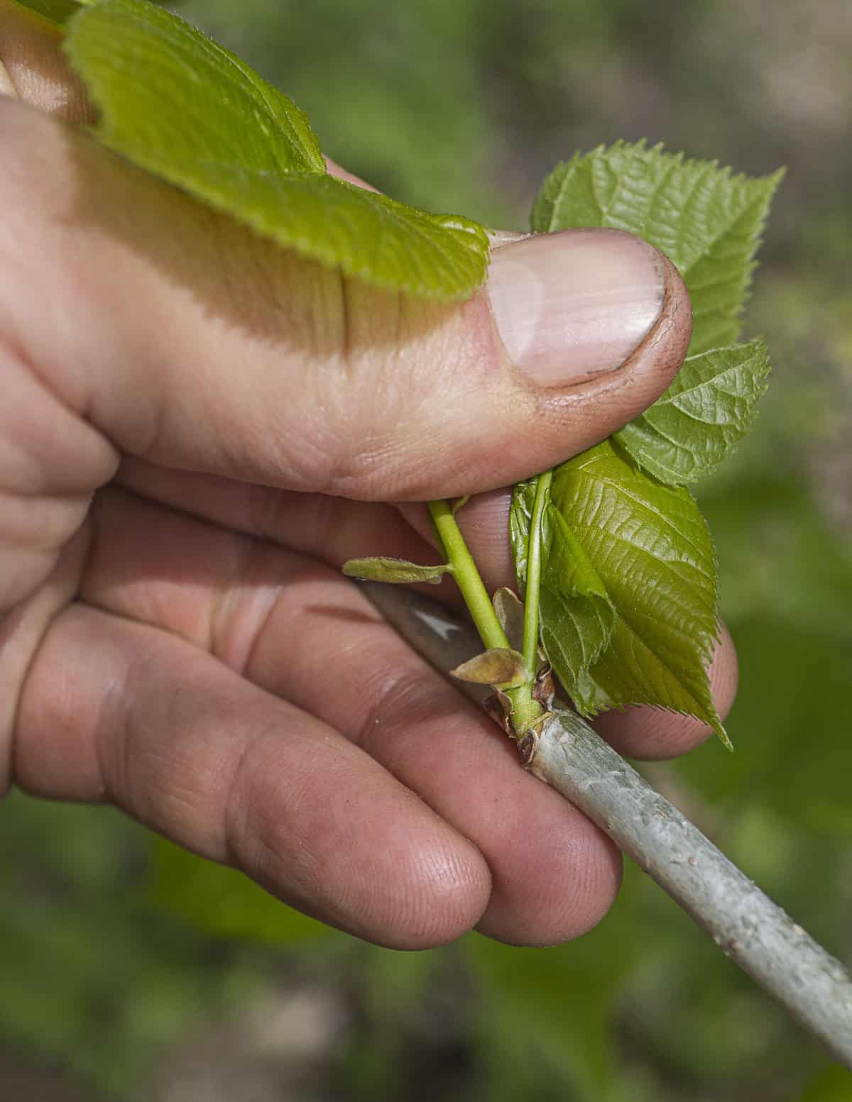 Removing a young cluster of basswood leaves from a branch.