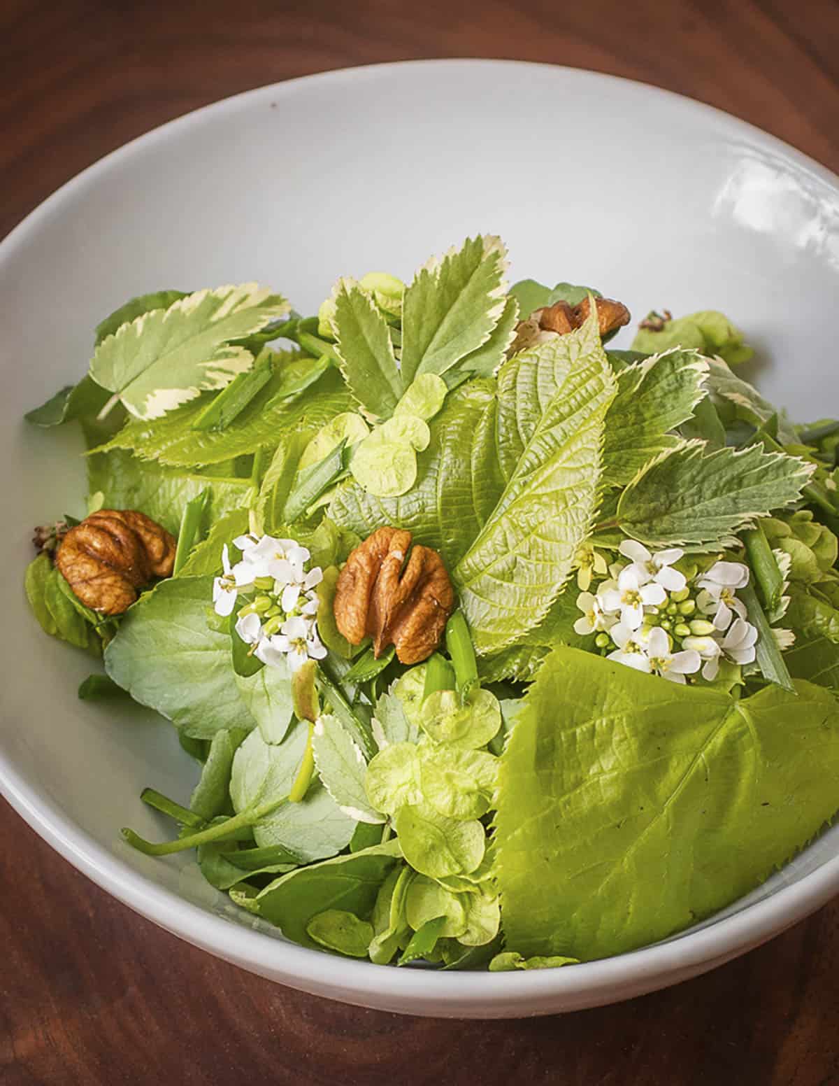 A salad of basswood leaves, elm samaras, wild greens and hickory nuts.