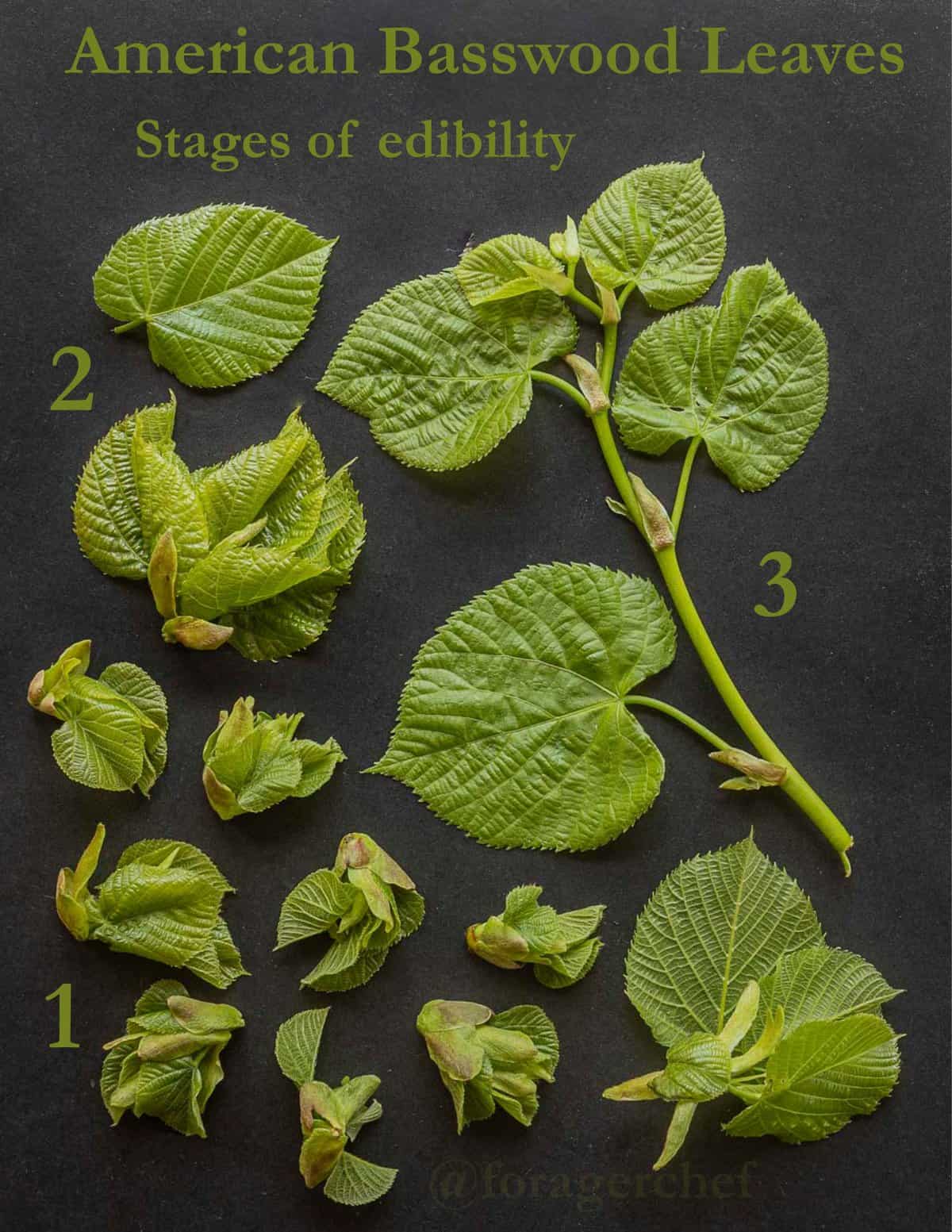 An infographic showing different stages of edibility of American basswood leaves (Tilia americana)