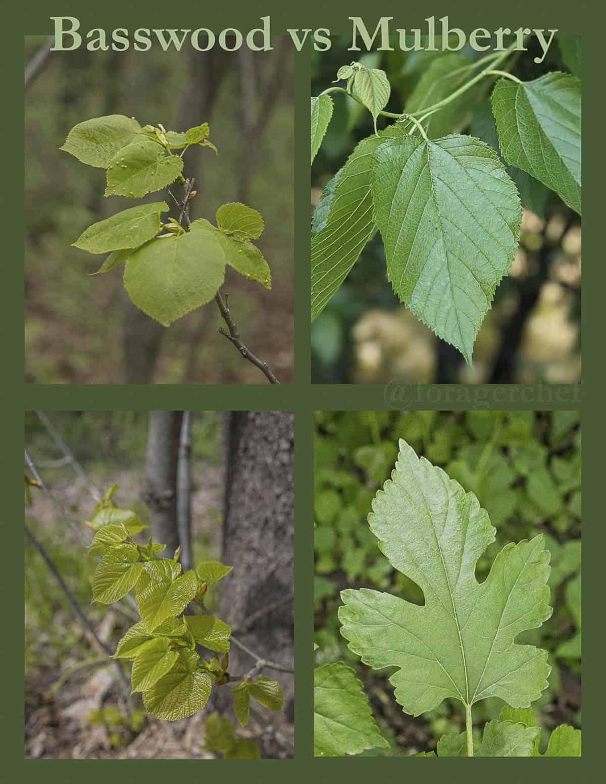 An infographic showing young basswood leaves and mulberry leaves and their differences for identification.