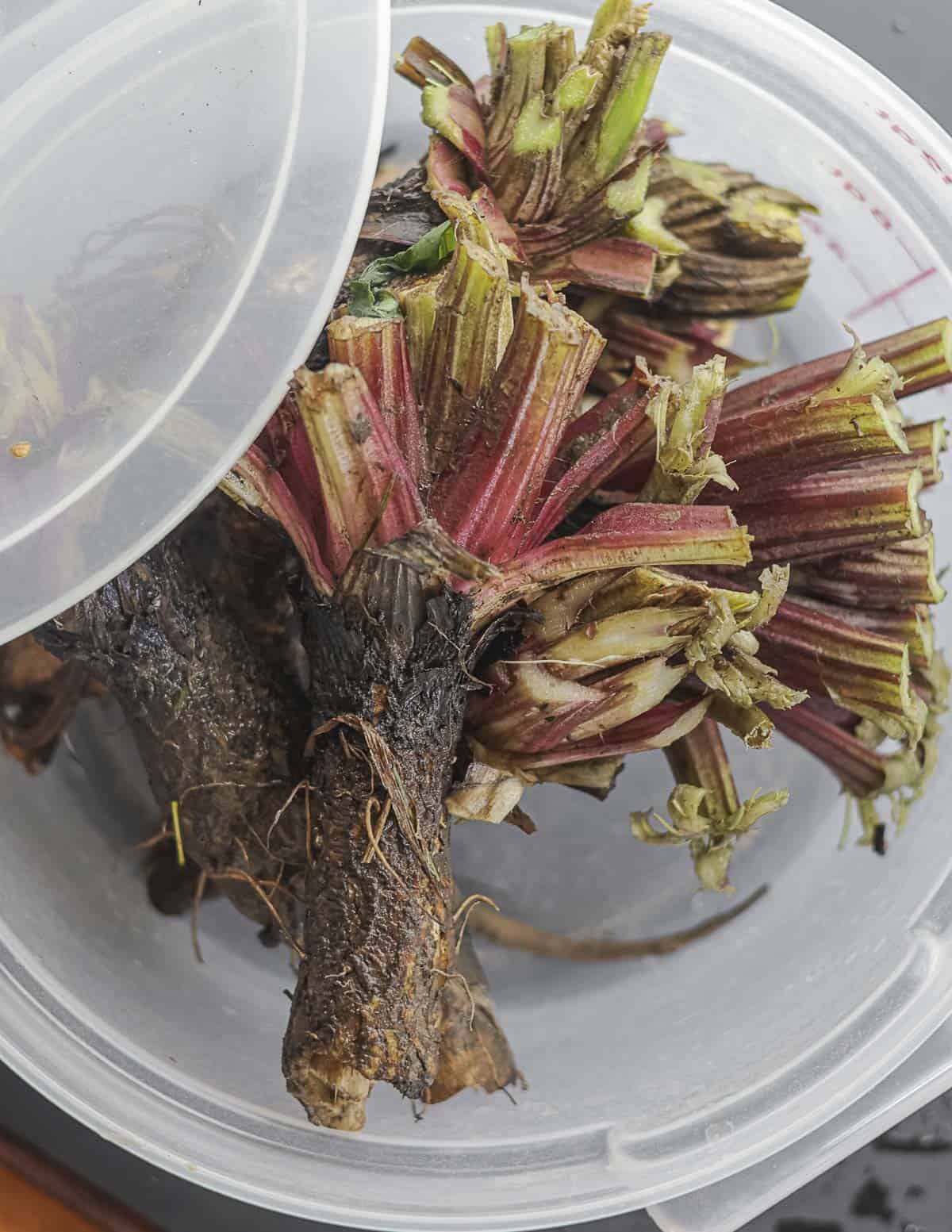 Burdock roots being stored in a hard-sided plastic container in the fridge.