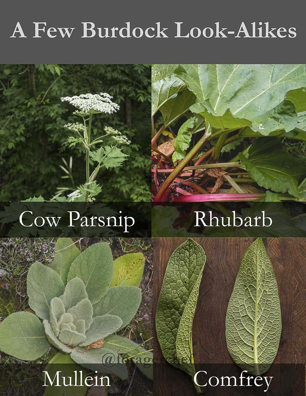 An infographic showing different plants that look like burdock for identification. 