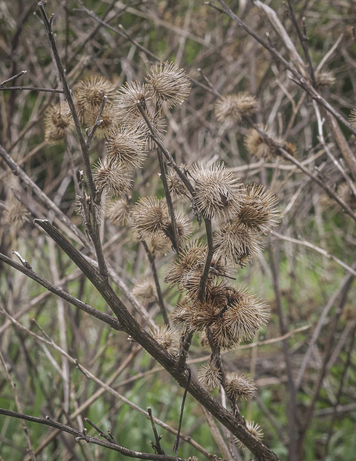 Burdock seed heads or cockleburrs in the fall. 