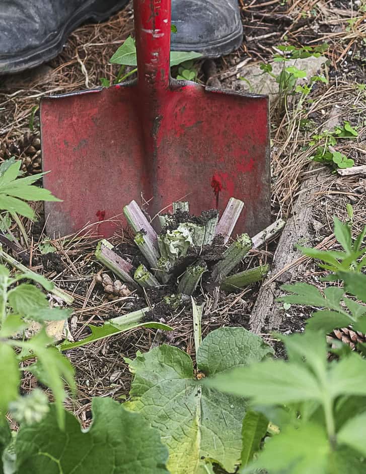 Digging burdock root with a shovel. 