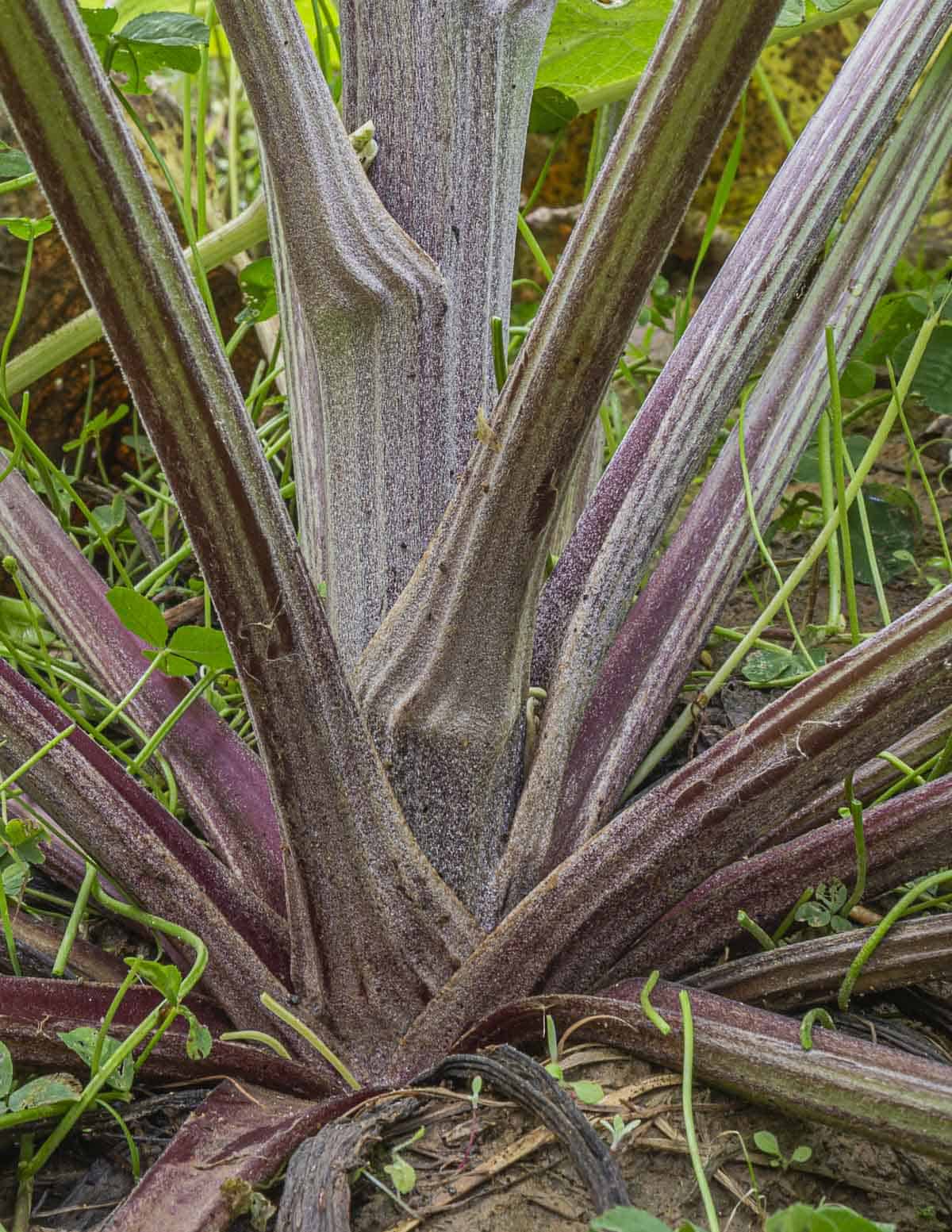 A large burdock flower stalk shown close up. 