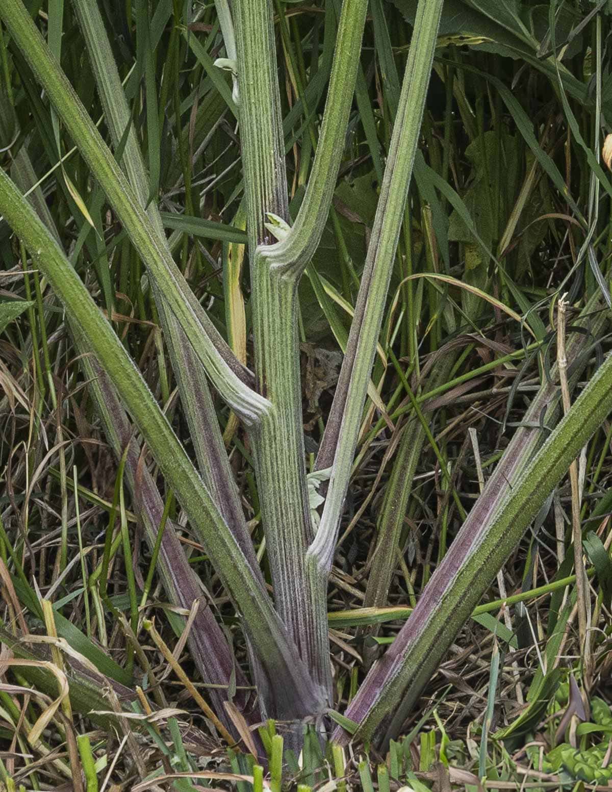 A slender burdock flower stalk shown at an edible stage for harvesting and cooking.