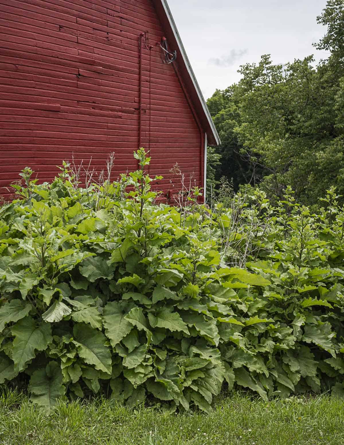 A colony of burdock growing next to a barn on a farm. 
