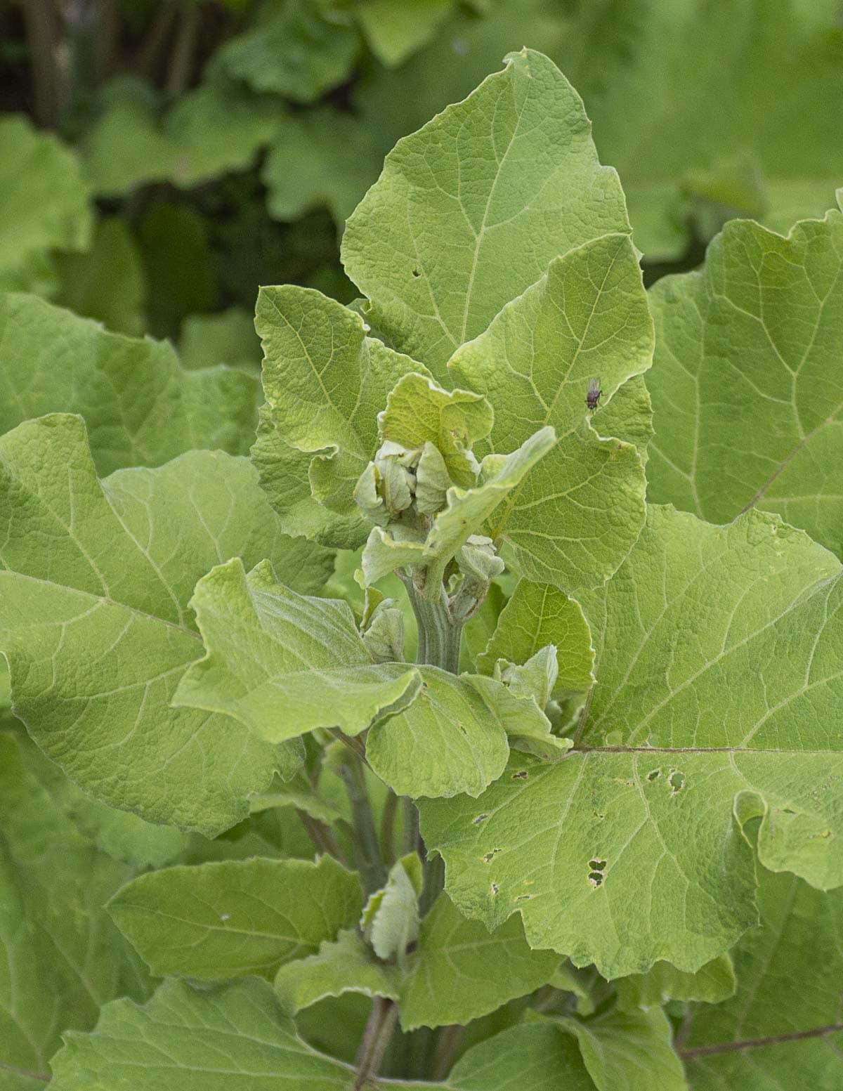 Immature burdock flower head (Arctium minus). 