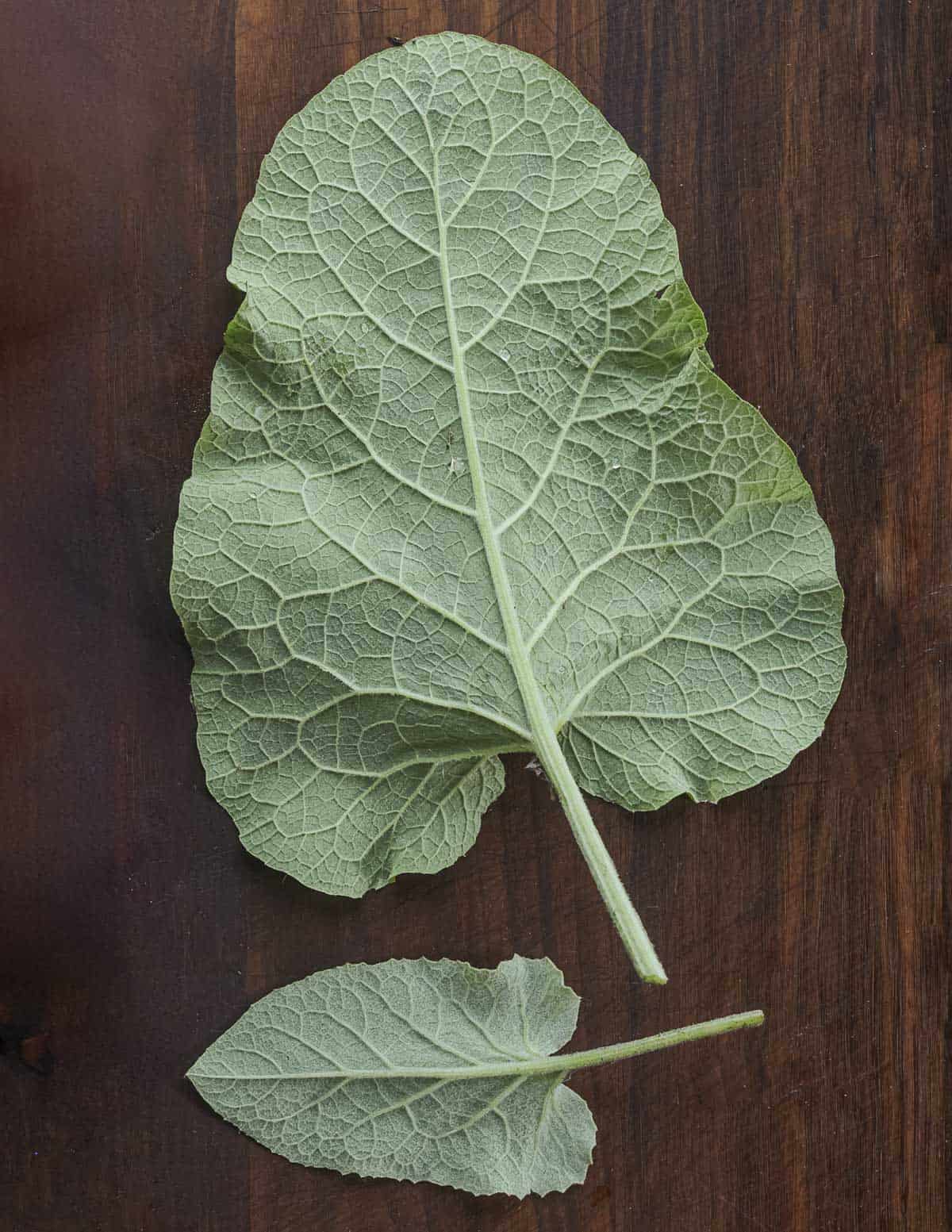 Burdock leaves turned upside down to show the distinct veins on the underside for identification. 