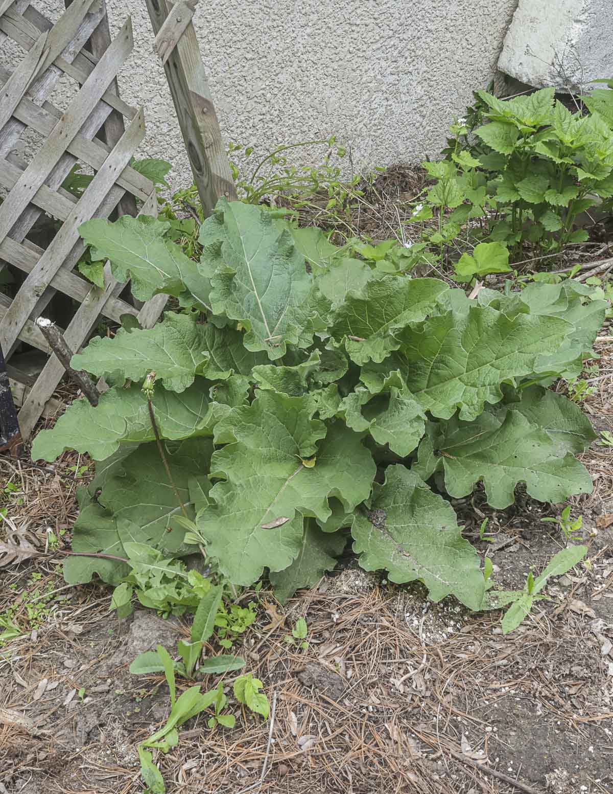 A burdock plant growing in a backyard. 