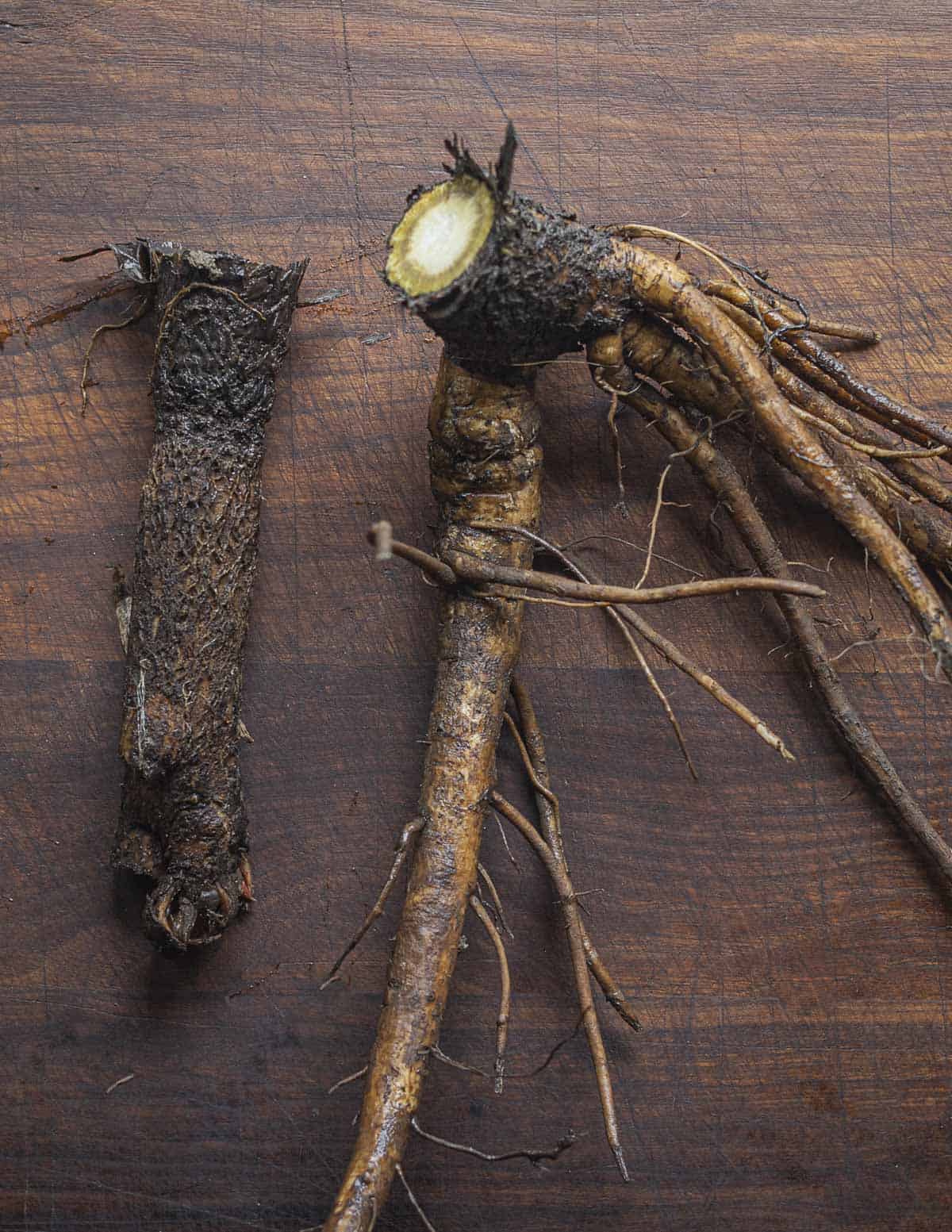 Two burdock roots showing one slender, even root, next to a root that split from hitting rocks in the ground. 