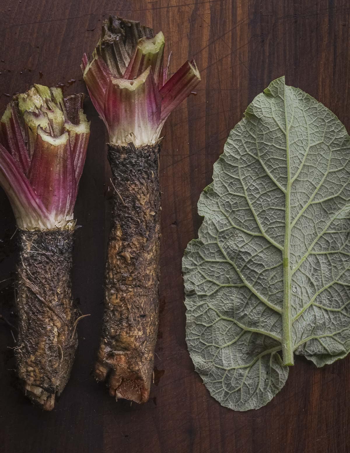 Wild edible burdock roots shown next to a burdock leaf for identification. 