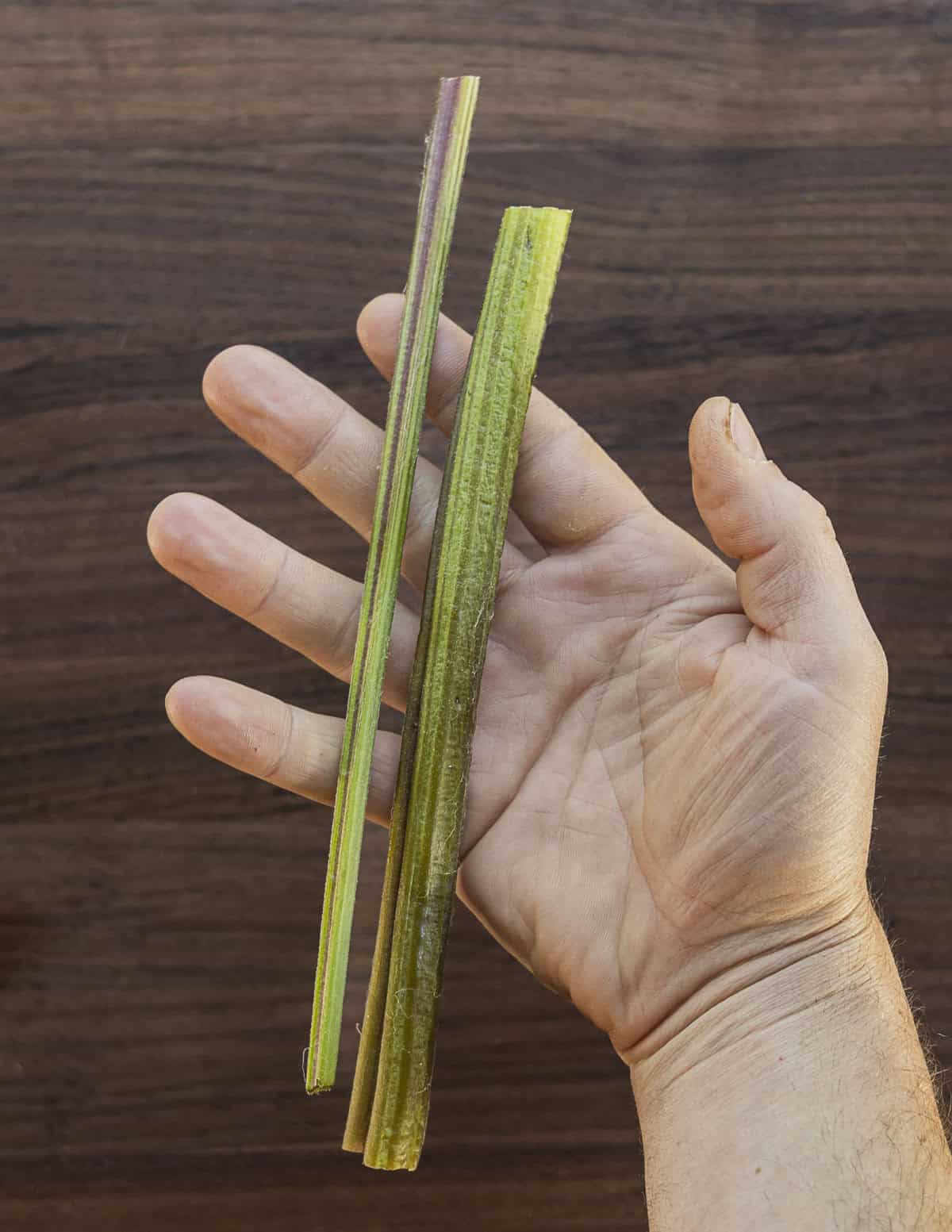 A hand holding two different-sized edible burdock leaf petioles: one large, one thin. 