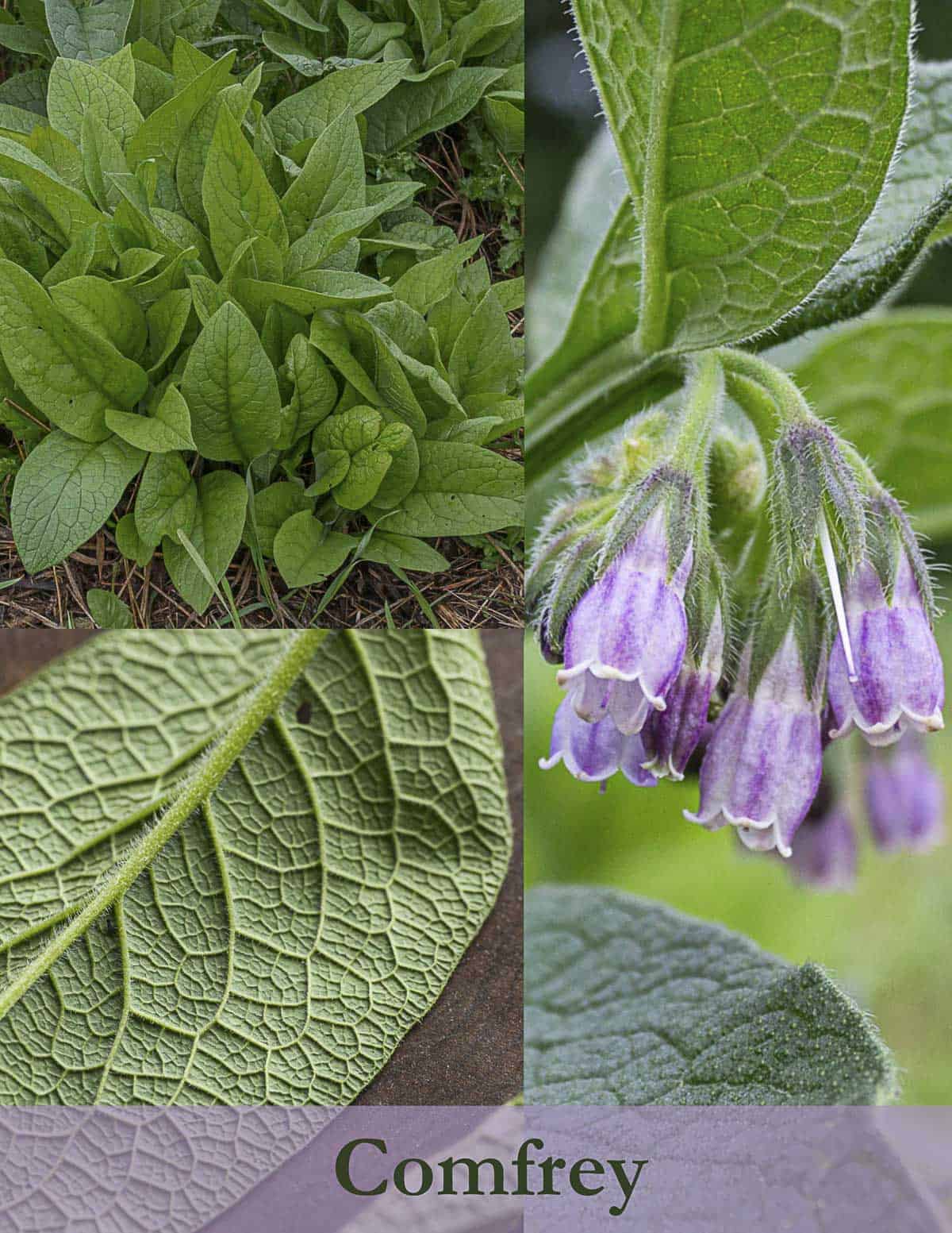 An infographic showing different parts of comfrey plants for identification. 