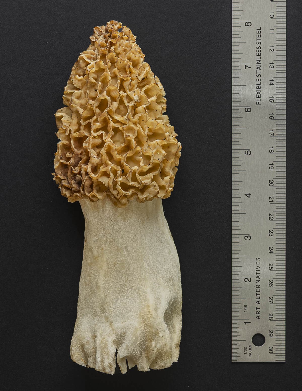 A very large blonde morel mushroom next to a ruler for scale on a black background.