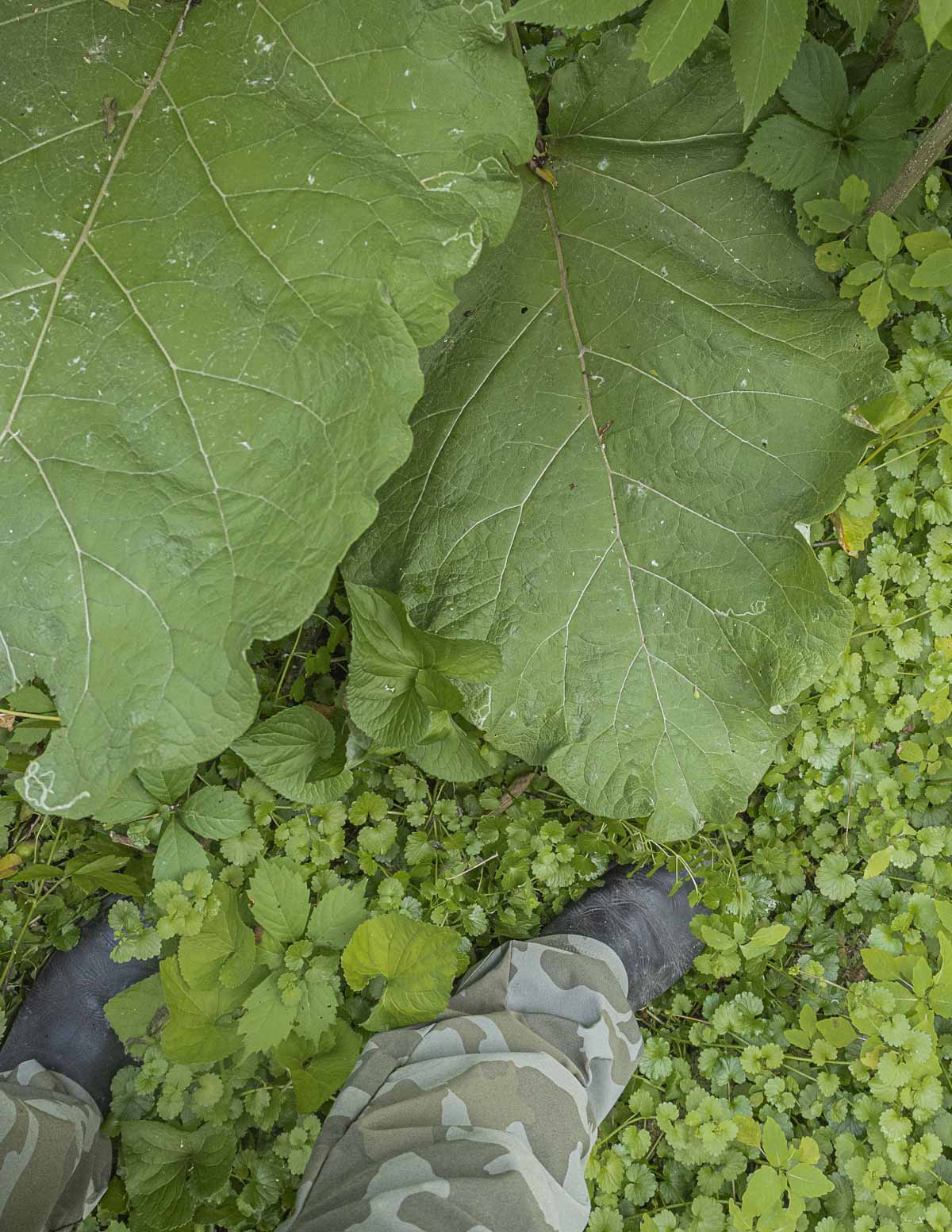 Very large greater burdock leaves (Arctium lappa) shown next to a black boot for scale. 