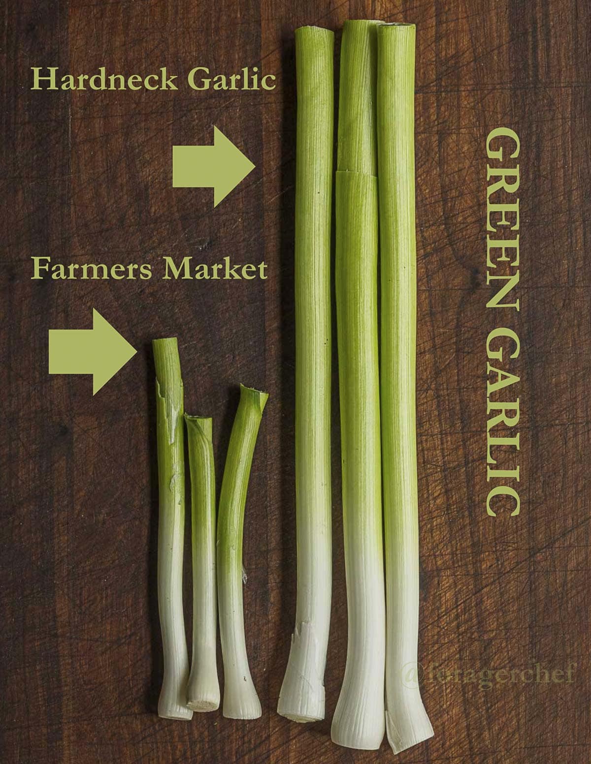 An infographic showing the drastic size difference between hardneck green garlic and smaller green garlic from the farmers market. 