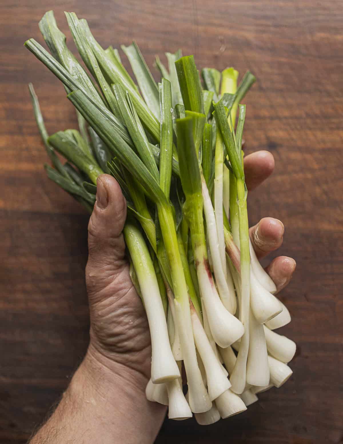 A hand holding peeled, washed and cleaned green garlic plants the size of scallions. 