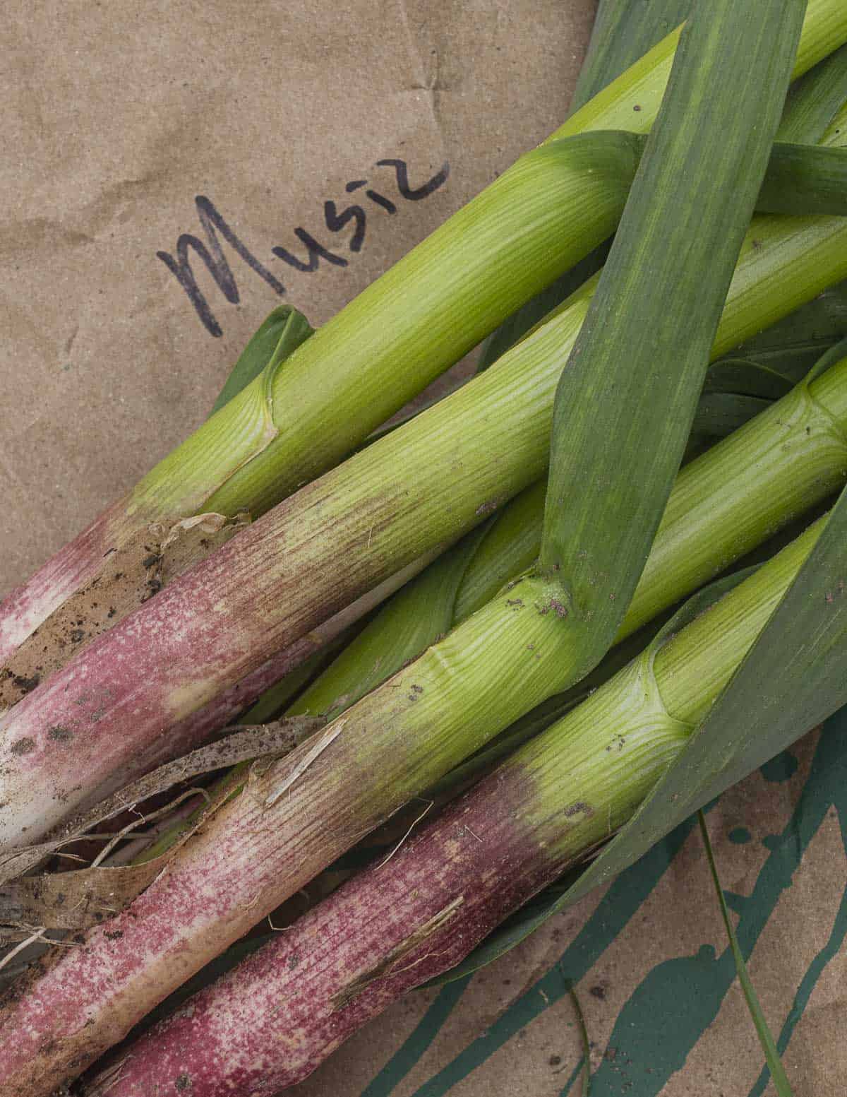 Close up image of green garlic shoots on a brown paper bag labeled with the word music garlic. 