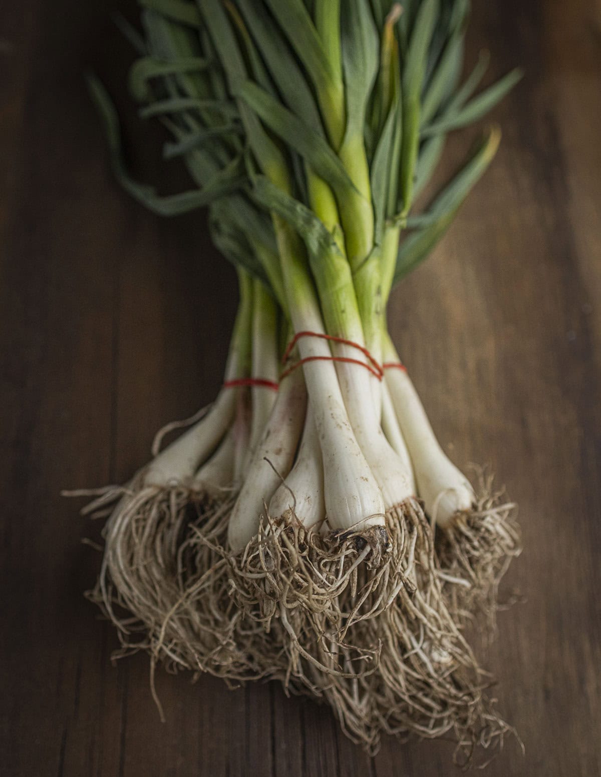 Whole young green garlic plants tied with rubber bands from the farmers market on a wood background. 