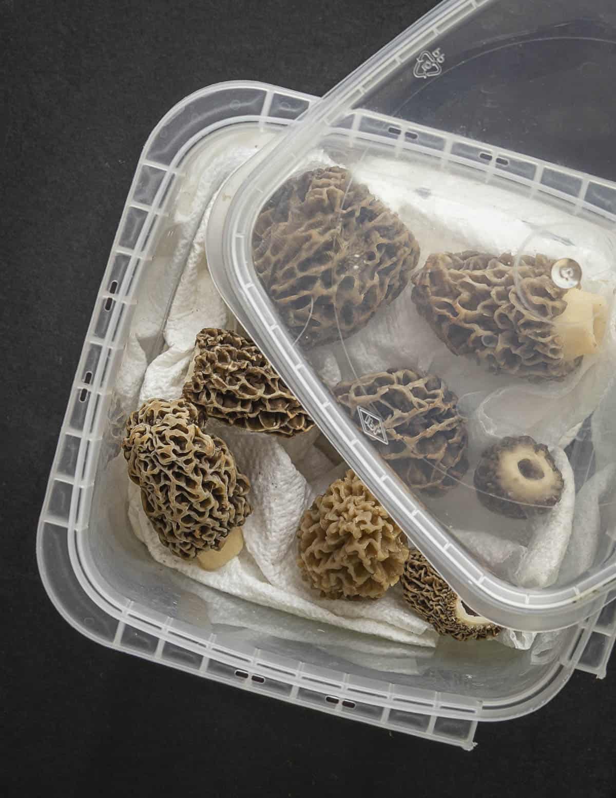 A hard sided deli container with paper towels and freshly cleaned morel mushrooms. 