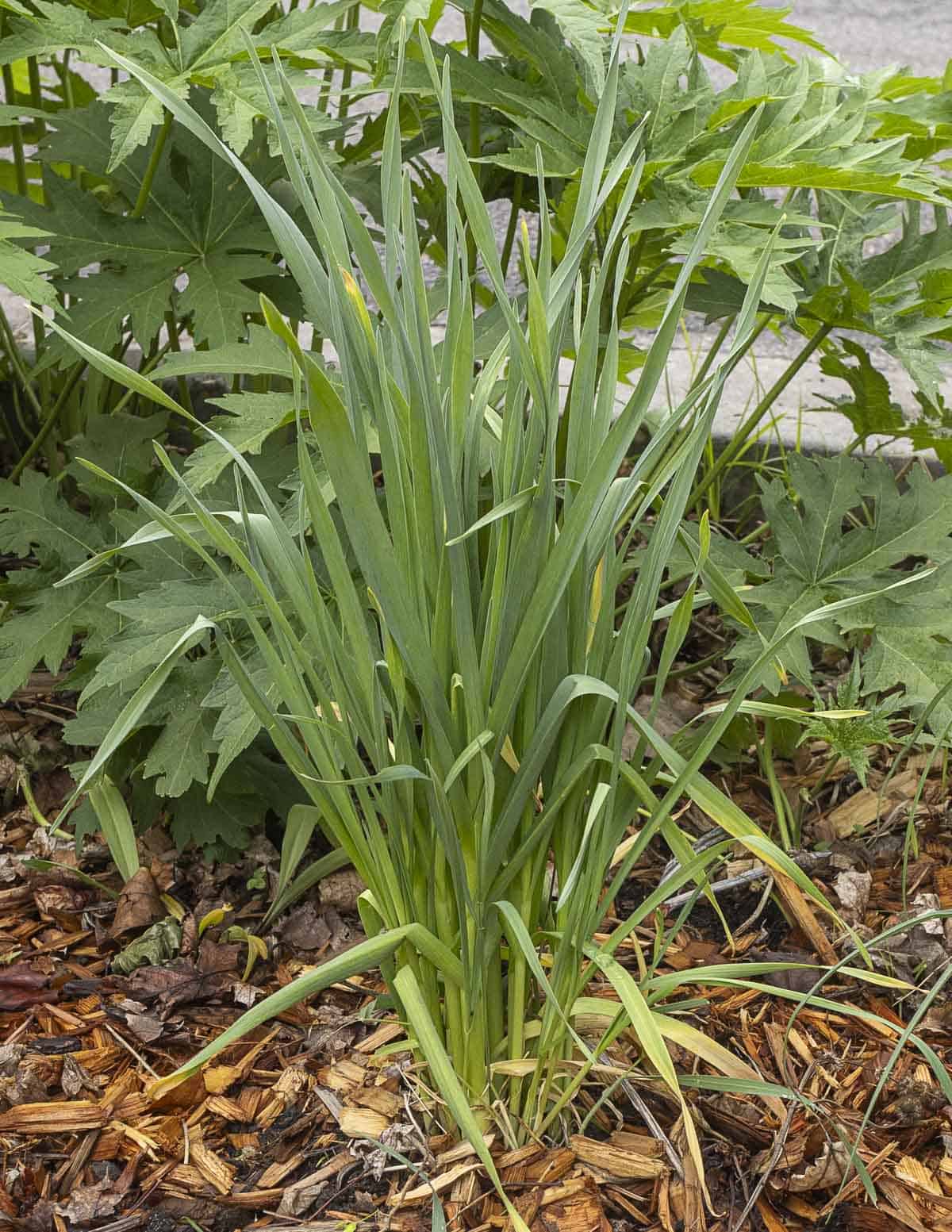 Young wild garlic (Allium canadense) shoots growing in a yard. 
