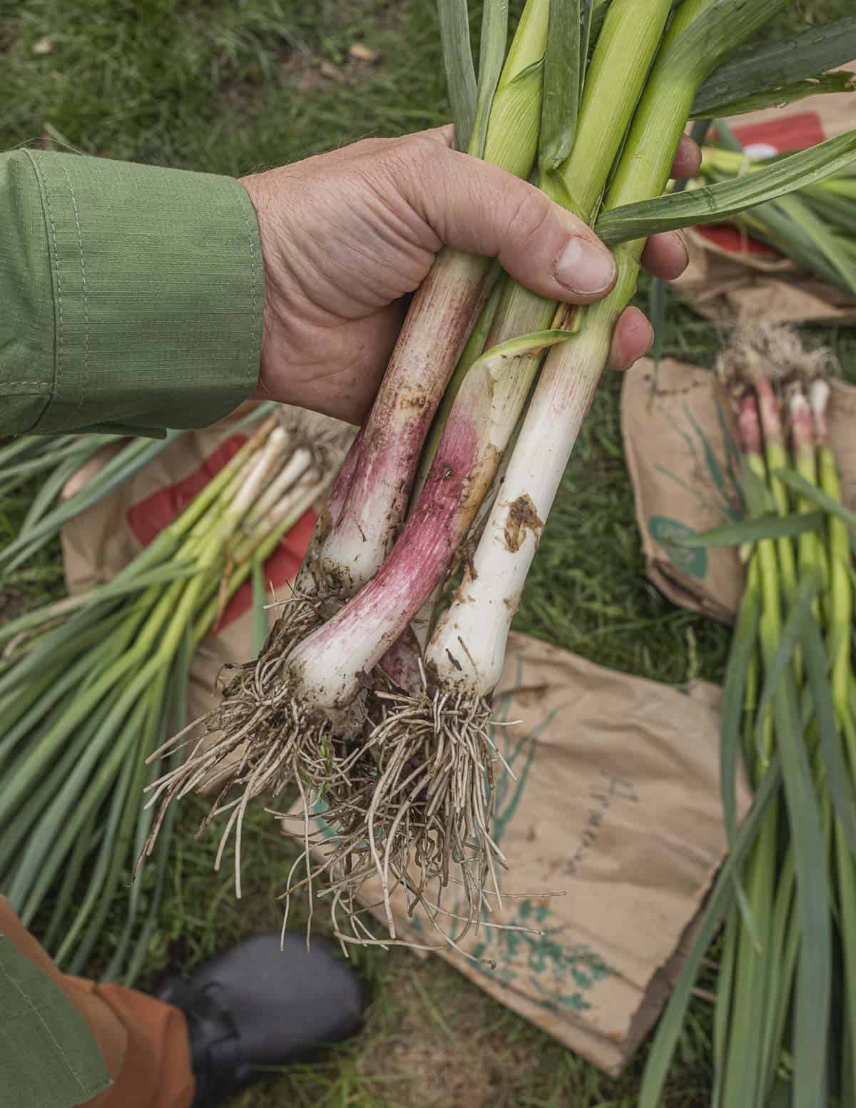 A hand holding heirloom hardneck green garlic varieties: chesnok red, deerfield purple, and Armenian) 