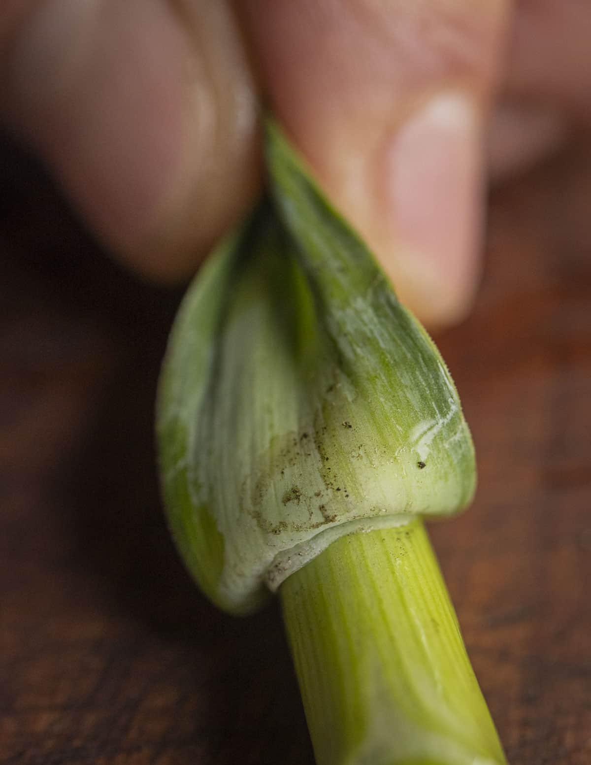 A close up image showing proper cleaning of green garlic by peeling back the layers of green leaves to inspect for dirt. 
