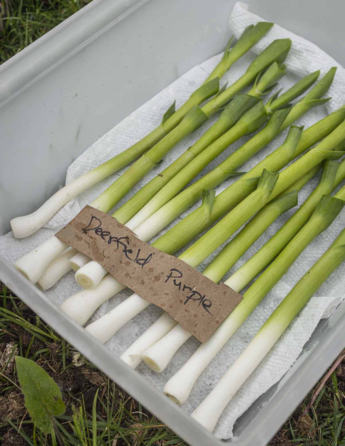 Young green garlic shoots from deerfield purple garlic cleaned and ready to store in a plastic fish box with paper towels. 