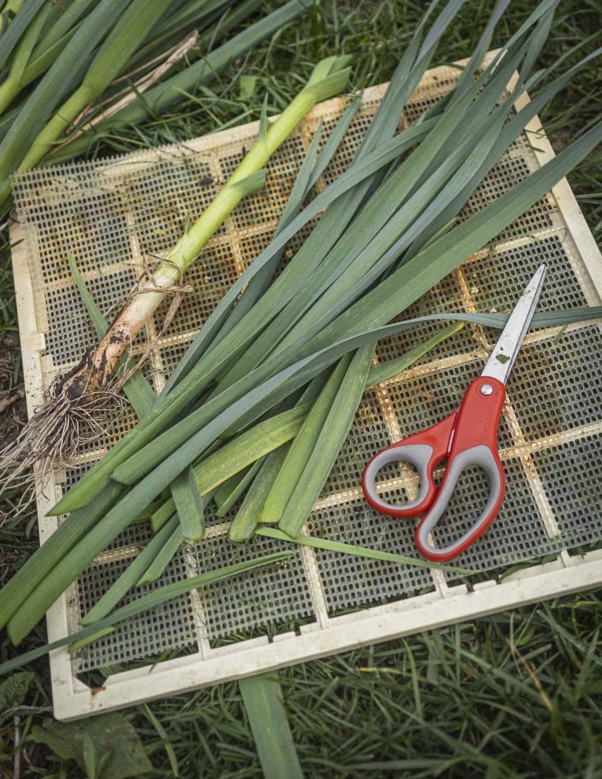 Cutting the tops from green garlic and putting them on a dehydrator tray. 