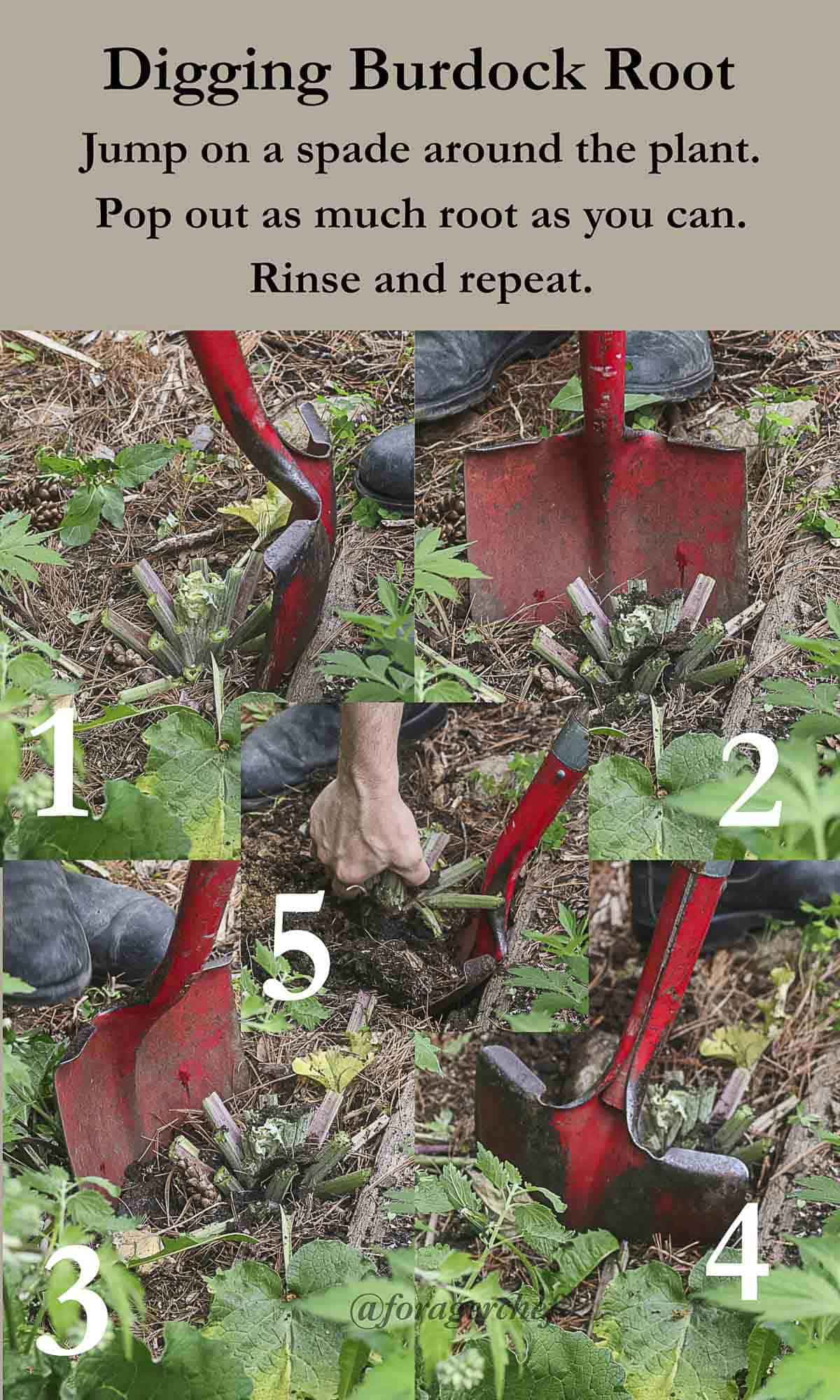 An infographic made of 5 images illustrating a method for digging edible wild burdock roots. 