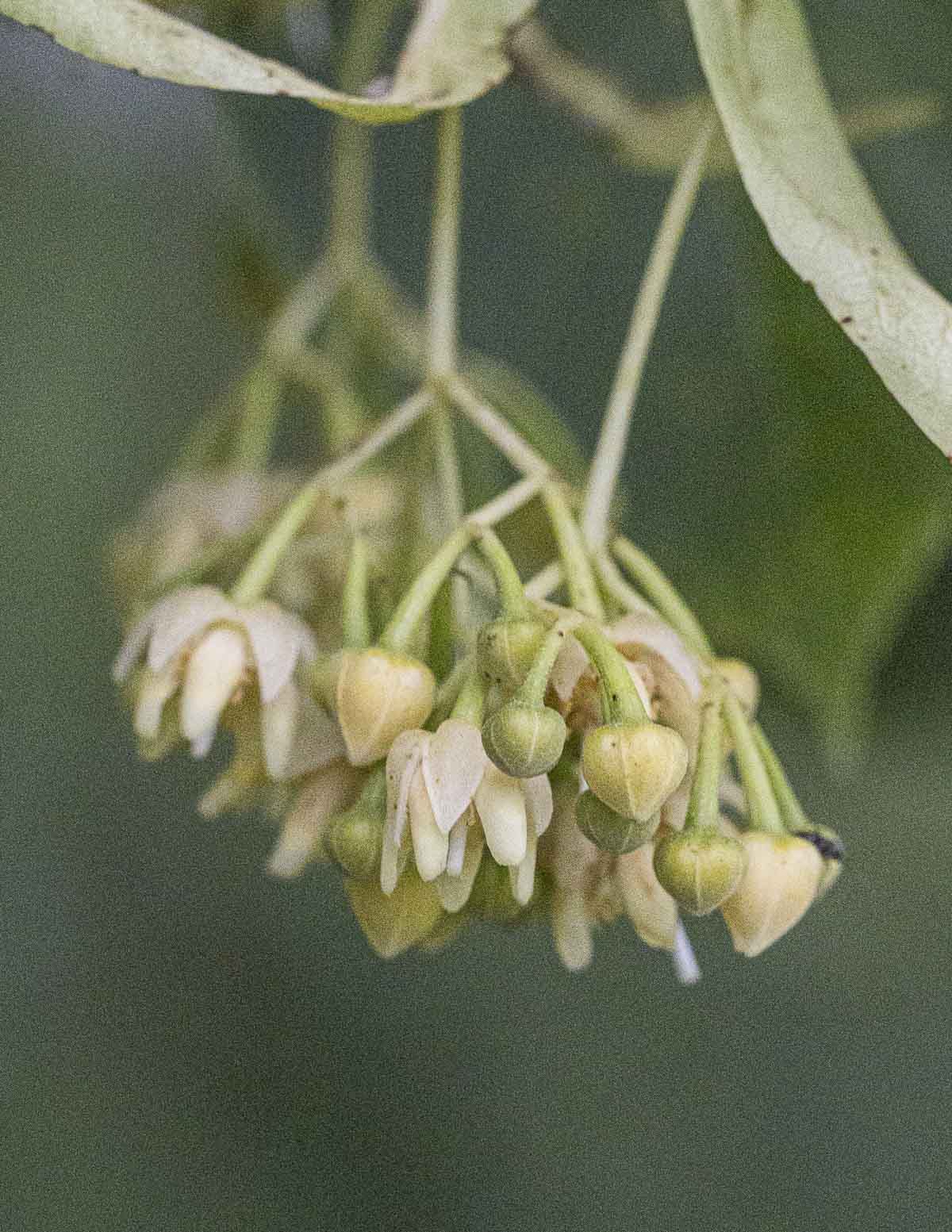 A close up image of fresh linden flowers on an American basswood tree (Tilia americana)