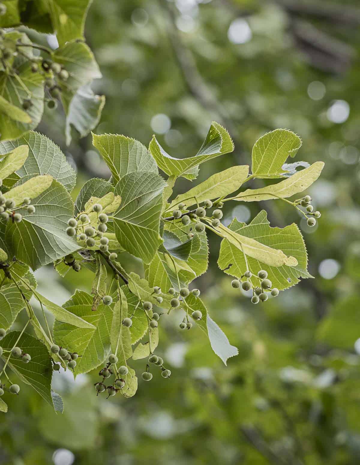 Green linden seeds on a tree branch.