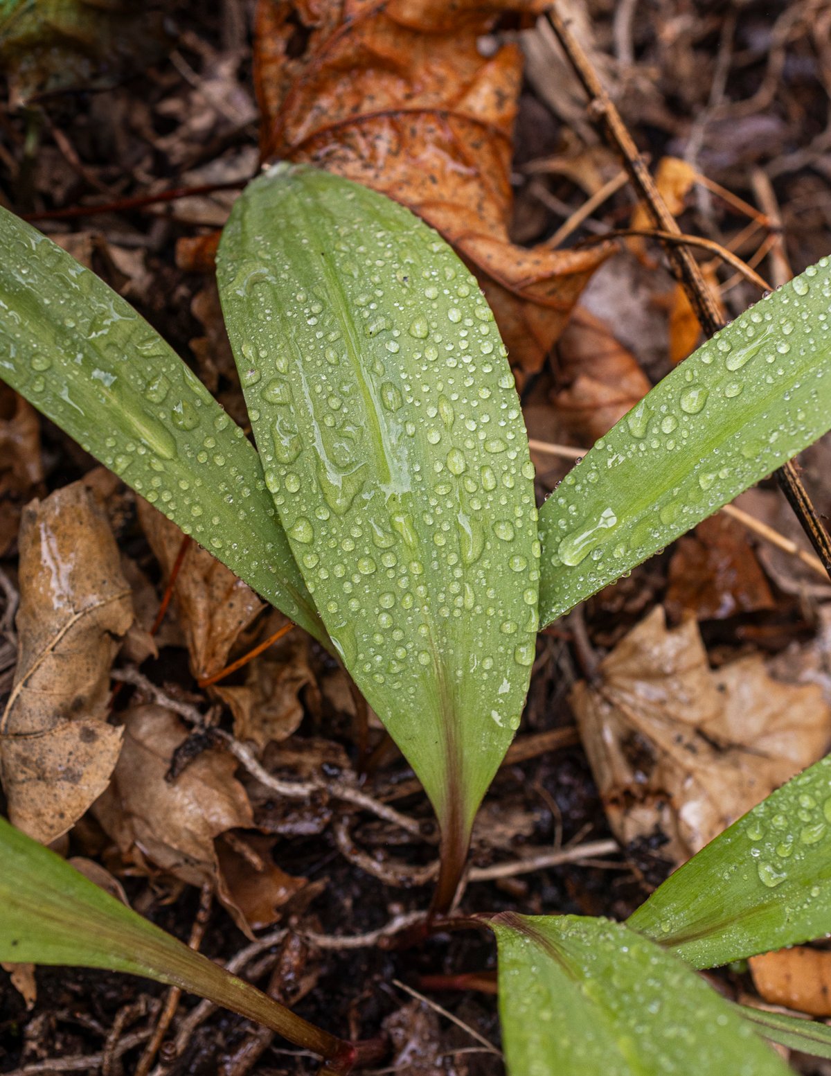 Wild ramps transplanted into a yard with the leaves covered with morning dew. 