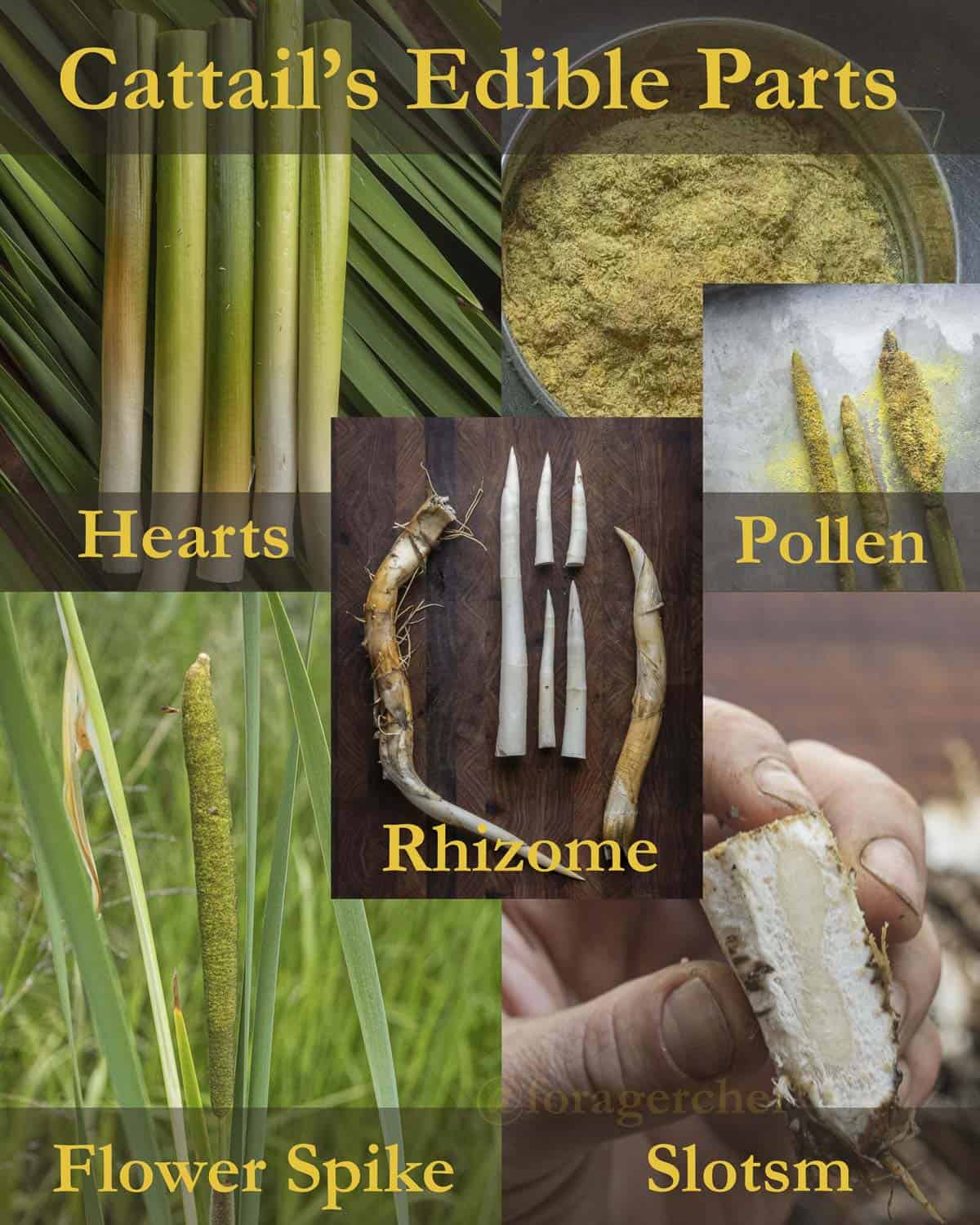 An infographic showing all the edible parts of wild cattails. 