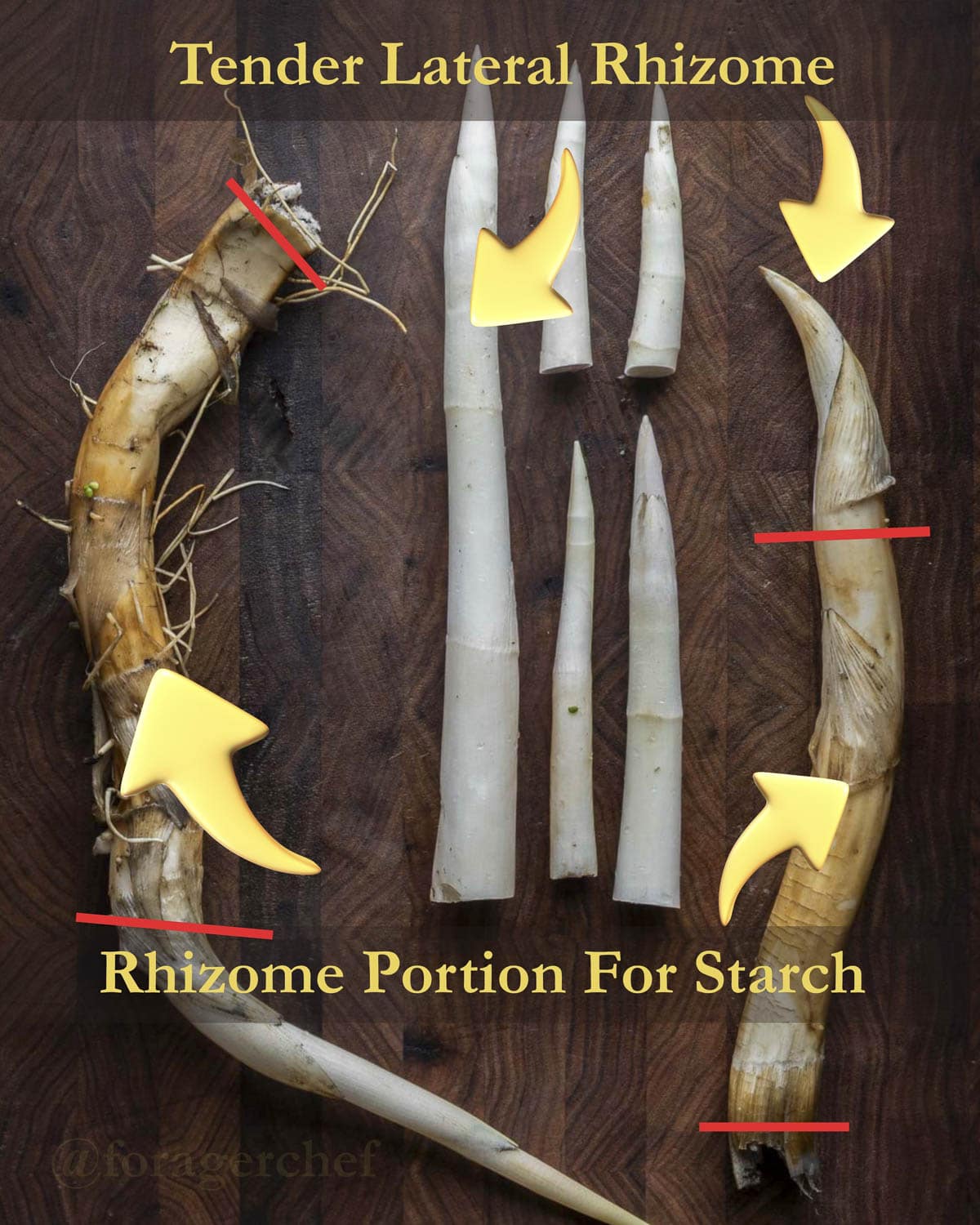 An infographic showing the difference between the lateral rhizome of cattails and the regular rhizome. 