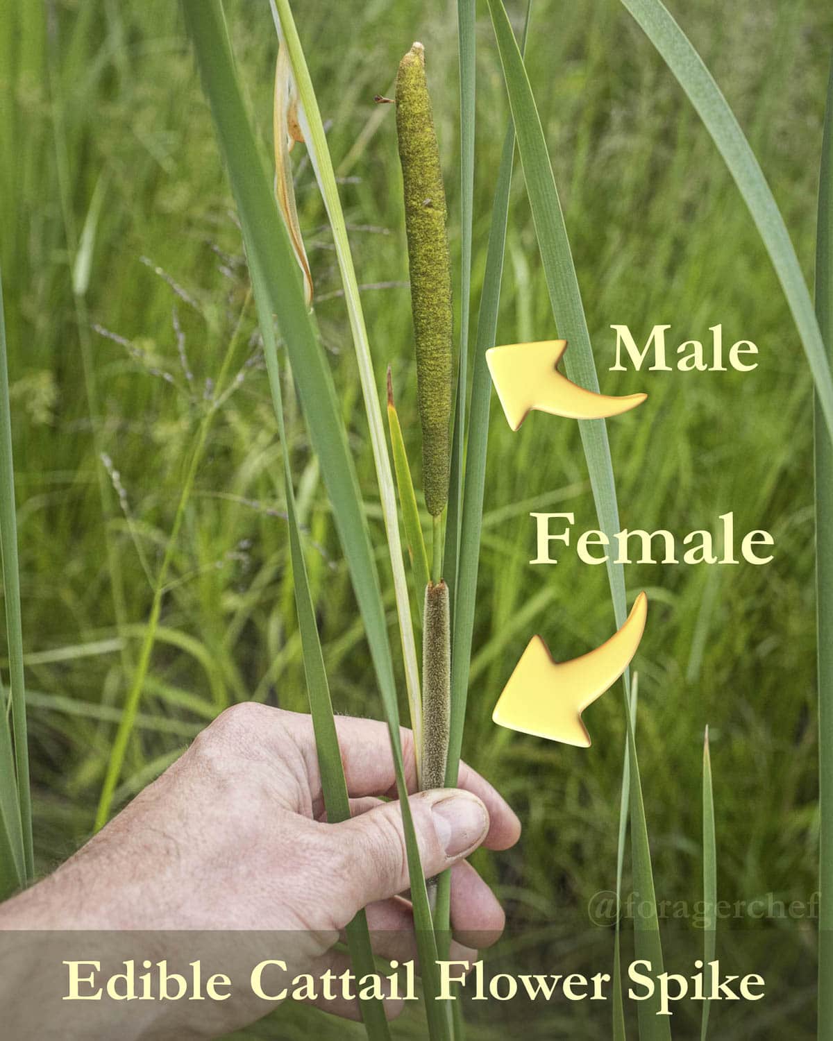 An infographic with arrows pointing to the male and female flower spikes of a cattail. 